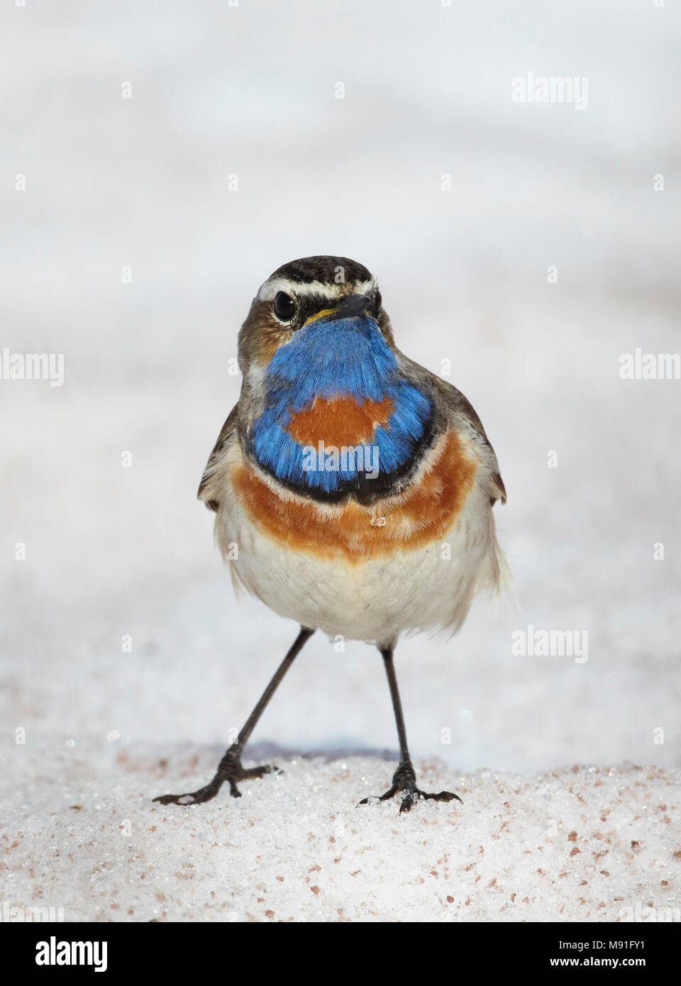 Pettazzurro Norvegia Sinirinta Luscinia svecica Foto Stock