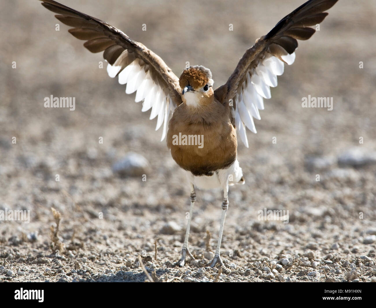 Rosse Renvogel incontrato gestrekte vleugels, la Burchell Courser con ali stirata Foto Stock