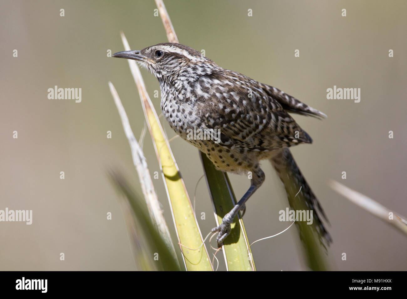 In Cactuswinterkoning struik, Cactus Wren in scrub Foto Stock