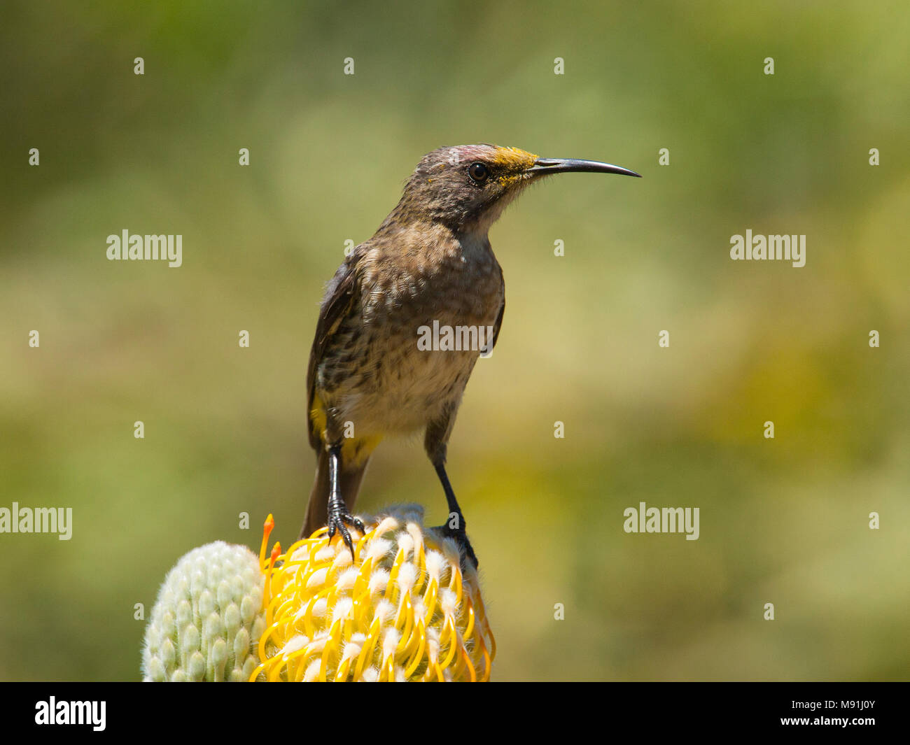 Vrouwtje Kaapse Suikervogel op Protea bloem, Femmina Cape Sugarbird al Protea fiore Foto Stock