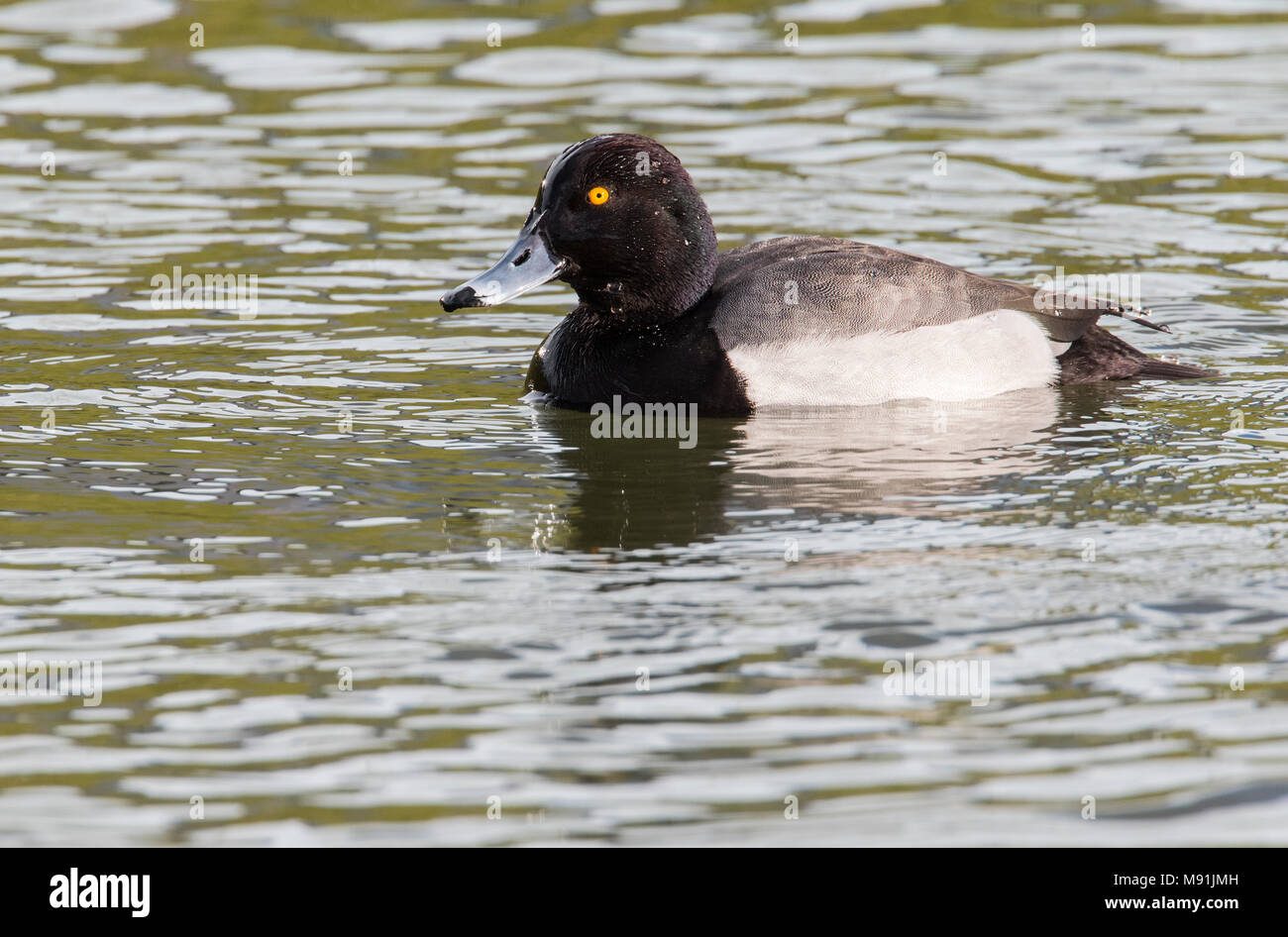 Ibrido Kuifeend x Tafeleend, ibrido Moretta x comune Pochard Foto Stock