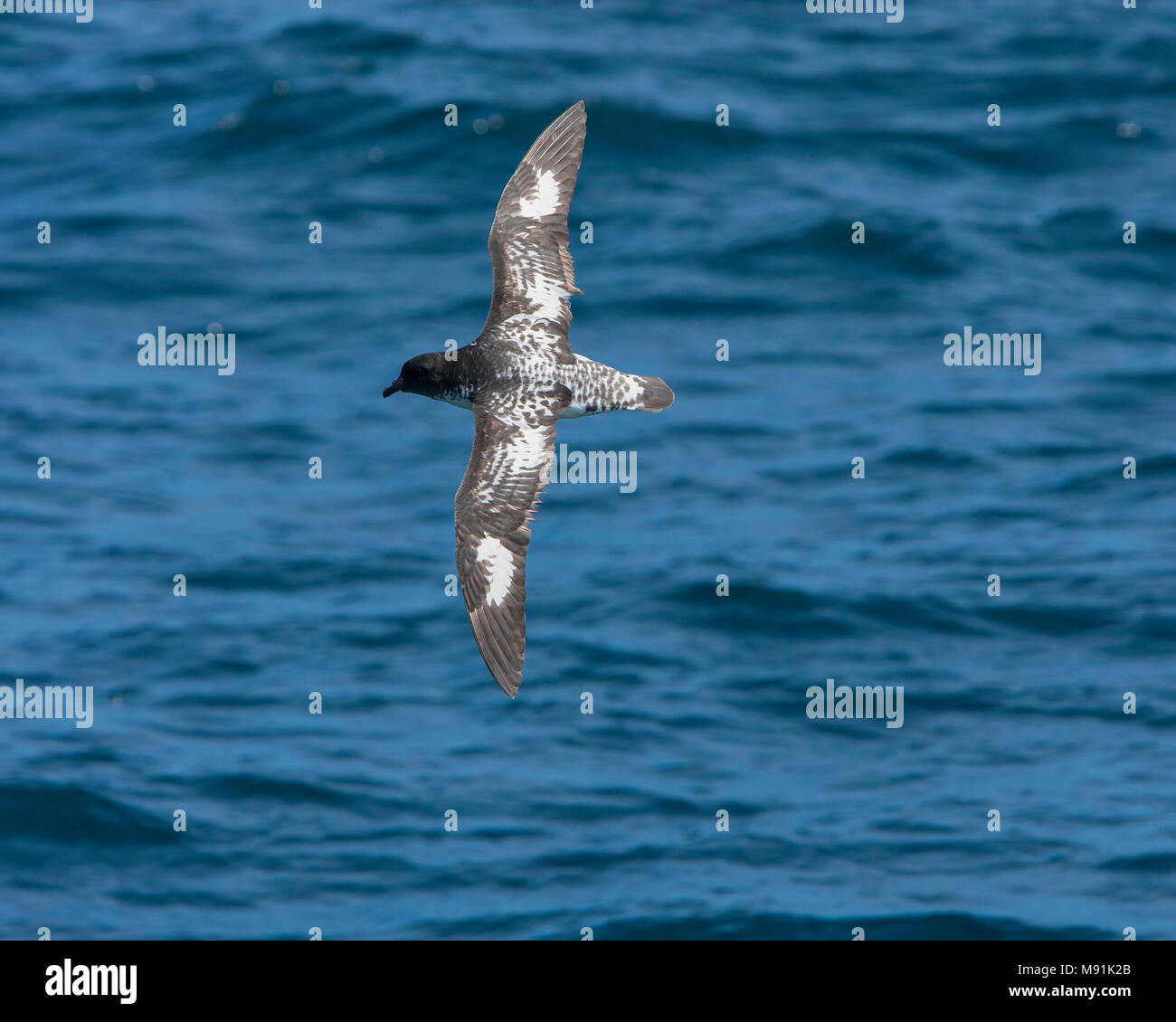 Kaapse Stormvogel in vlucht, Cape Petrel in volo Foto Stock