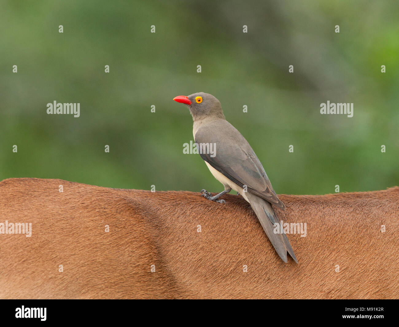 Roodsnavelossenpikker op de rug van een impala, rosso-fatturati Oxpecker sul retro di un impala Foto Stock