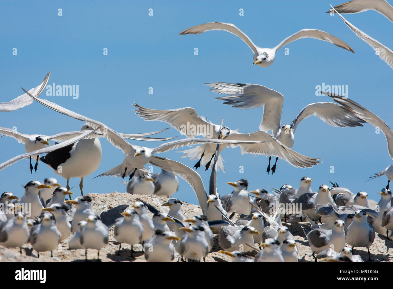 Grote Kuifsterns, sterne Swift Foto Stock