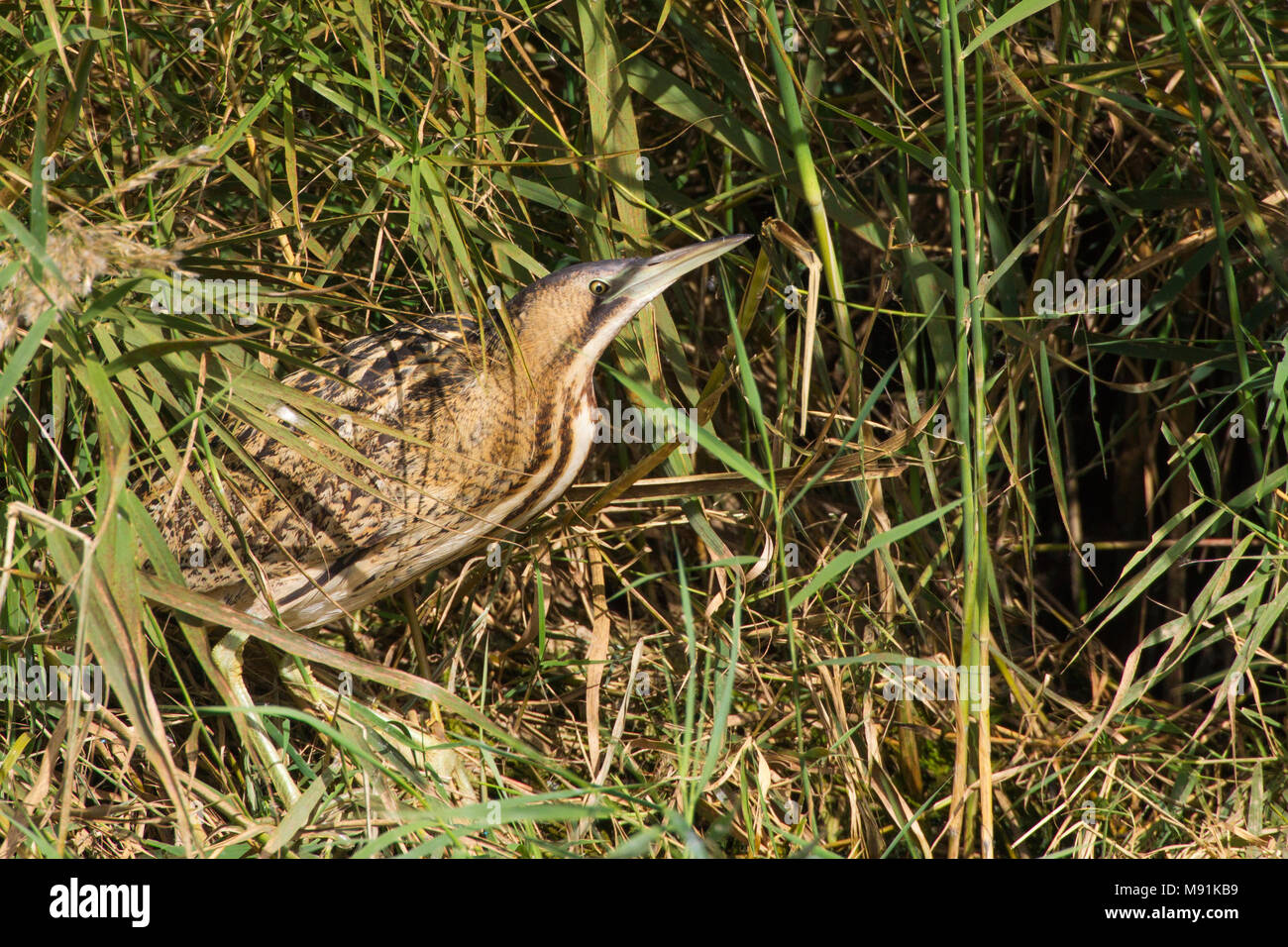 Roerdomp jaagt langs rietkraag, Tarabuso caccia in reedbed Foto Stock