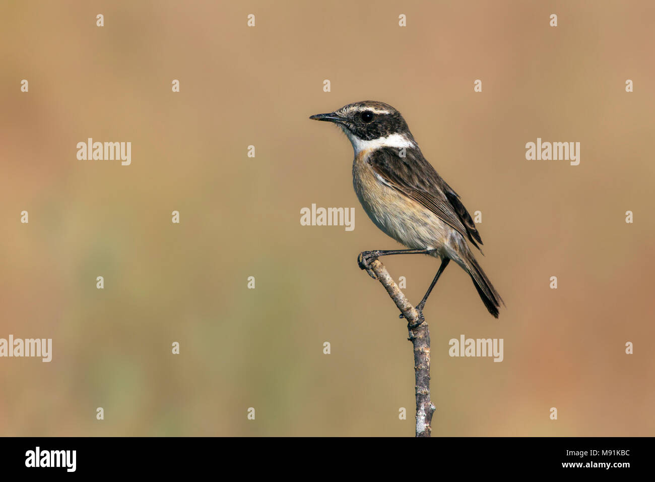 L'uomo Canarische Roodborsttapuit, Maschio Stonechat Fuerteventura Foto Stock