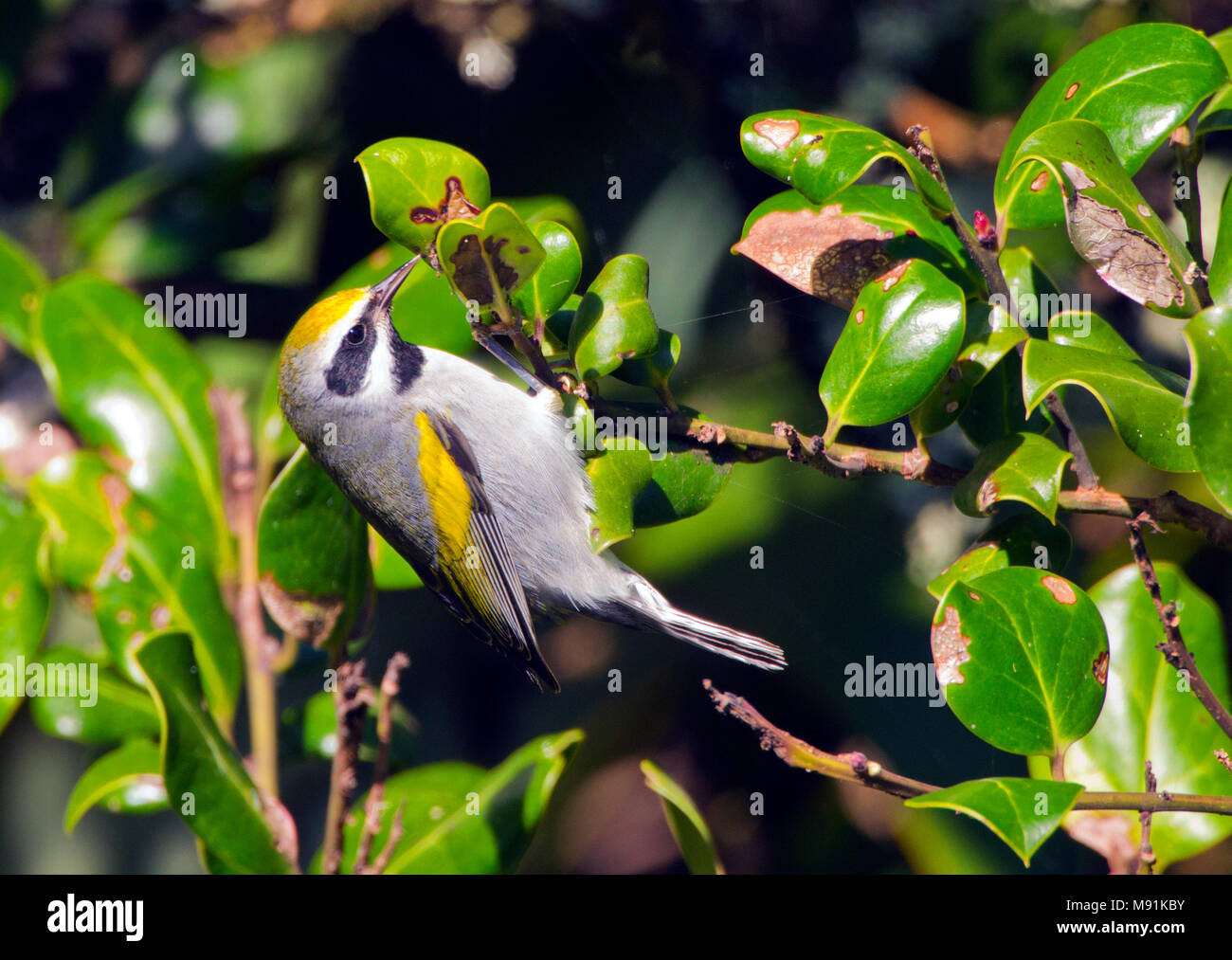 Geelvleugelzanger, oro-winged trillo, Vermivora chrysoptera Foto Stock