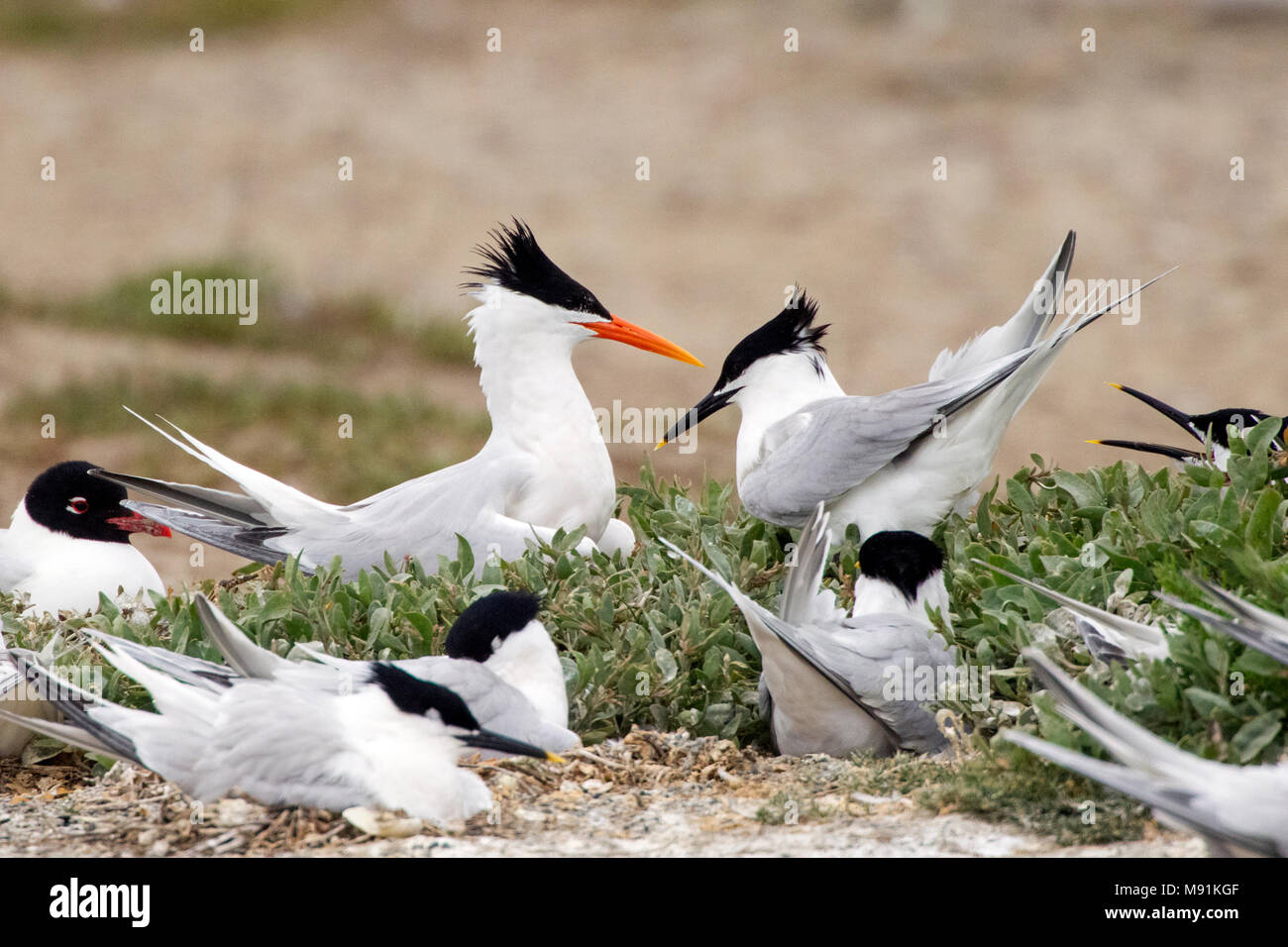 Bengaalse Stern in kolonie Grote Stens, Lesser Crested Tern in sandwich di colonia di Sterne Foto Stock