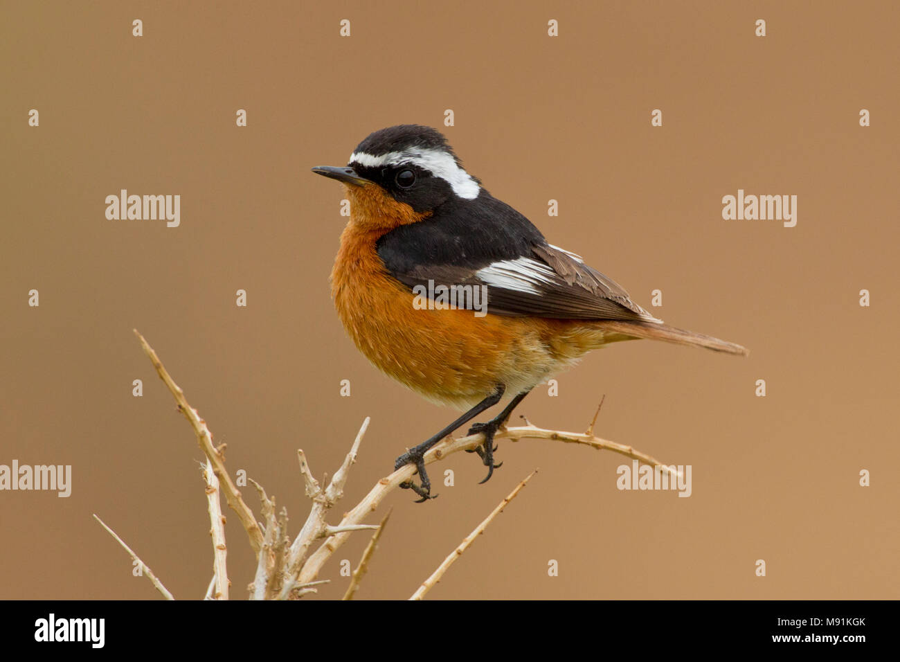 Mannetje Diadeemroodstaart, Maschio Moussier's Redstart Foto Stock