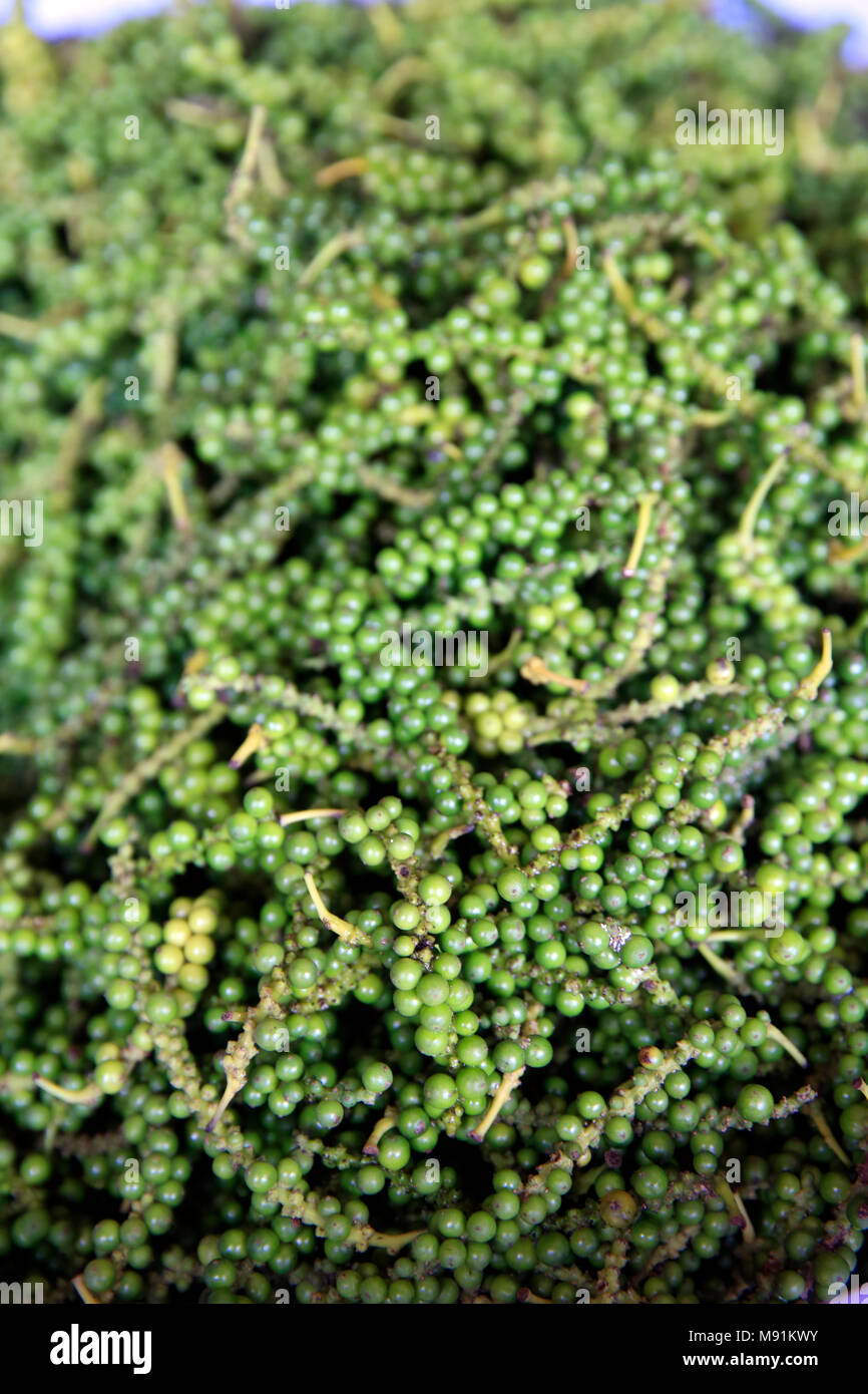 Appena raccolto il pepe. Phu Quoc. Il Vietnam. Foto Stock