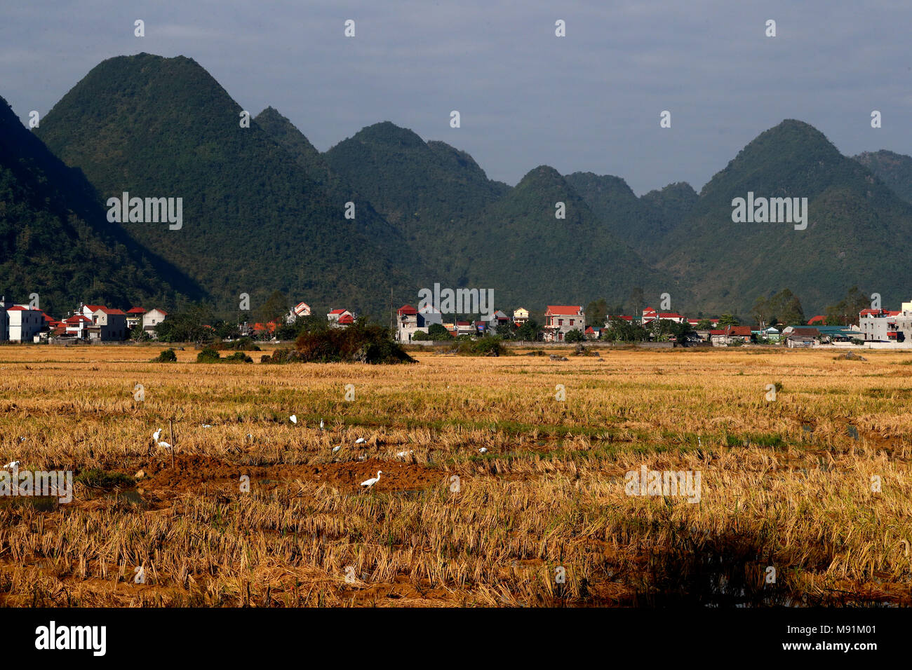 La vita rurale. I campi di riso dopo il raccolto. Bac figlio. Il Vietnam. Foto Stock