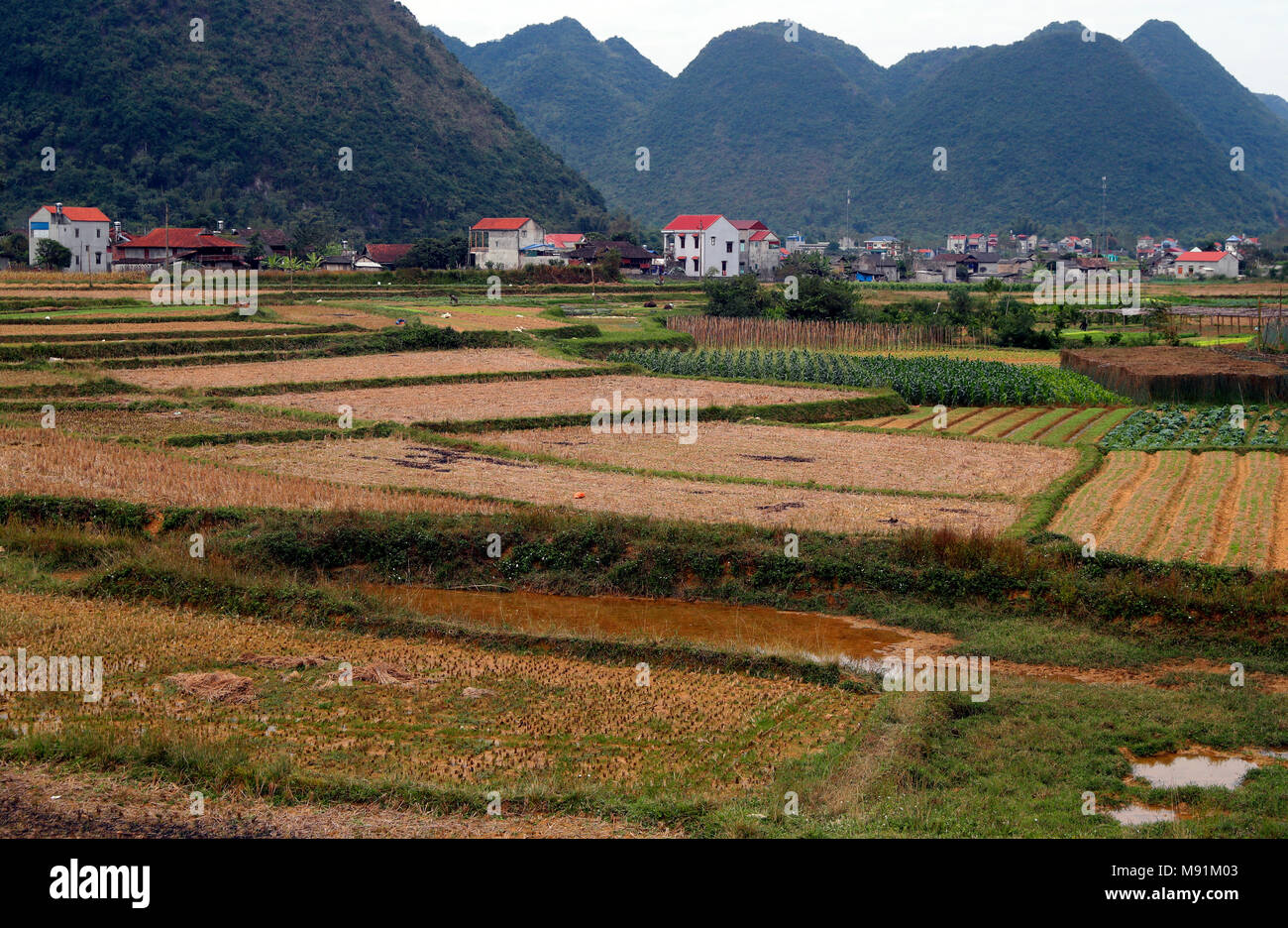 La vita rurale. I campi di riso dopo il raccolto. Bac figlio. Il Vietnam. Foto Stock