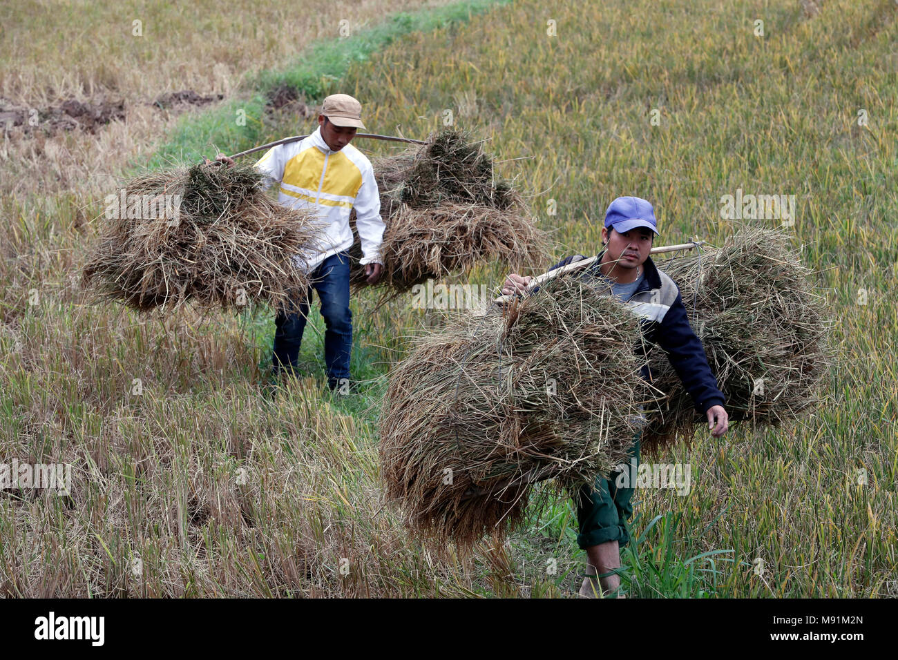 Il Vietnam gli agricoltori che lavorano nel suo campo di riso. Lang Son. Il Vietnam. Foto Stock