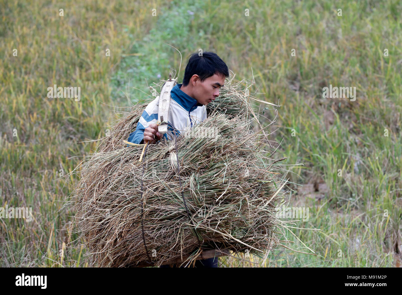 Il Vietnam agricoltore lavora nel suo campo di riso. Lang Son. Il Vietnam. Foto Stock