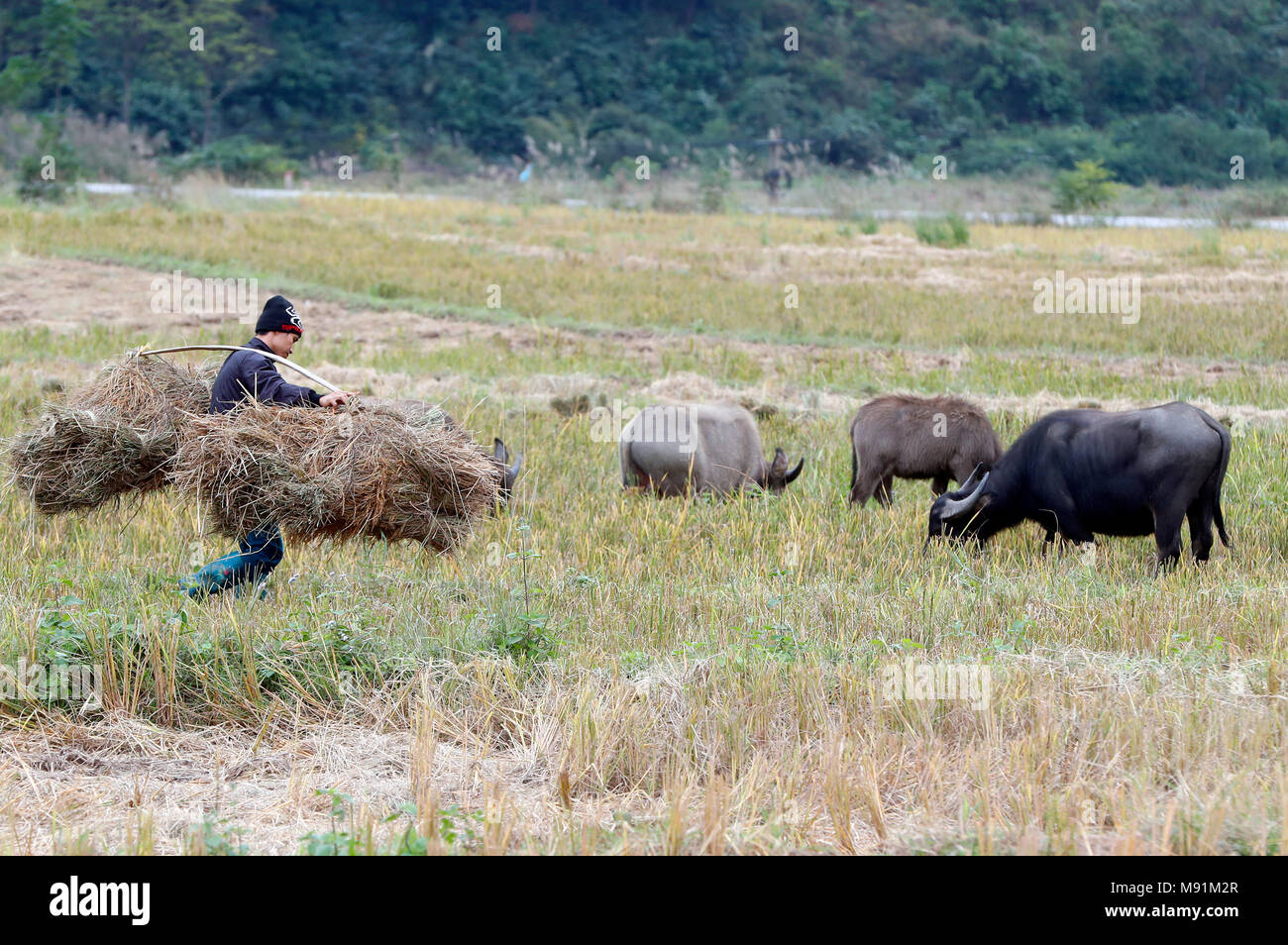 Il Vietnam agricoltore lavora nel suo campo di riso. Lang Son. Il Vietnam. Foto Stock
