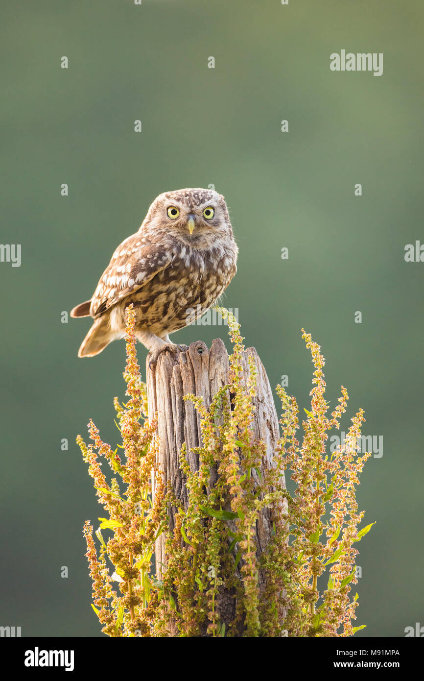 Piccolo gufo appollaiato su un palo di legno. Guardare dritto verso la fotocamera e con dei bei retroilluminazione Foto Stock