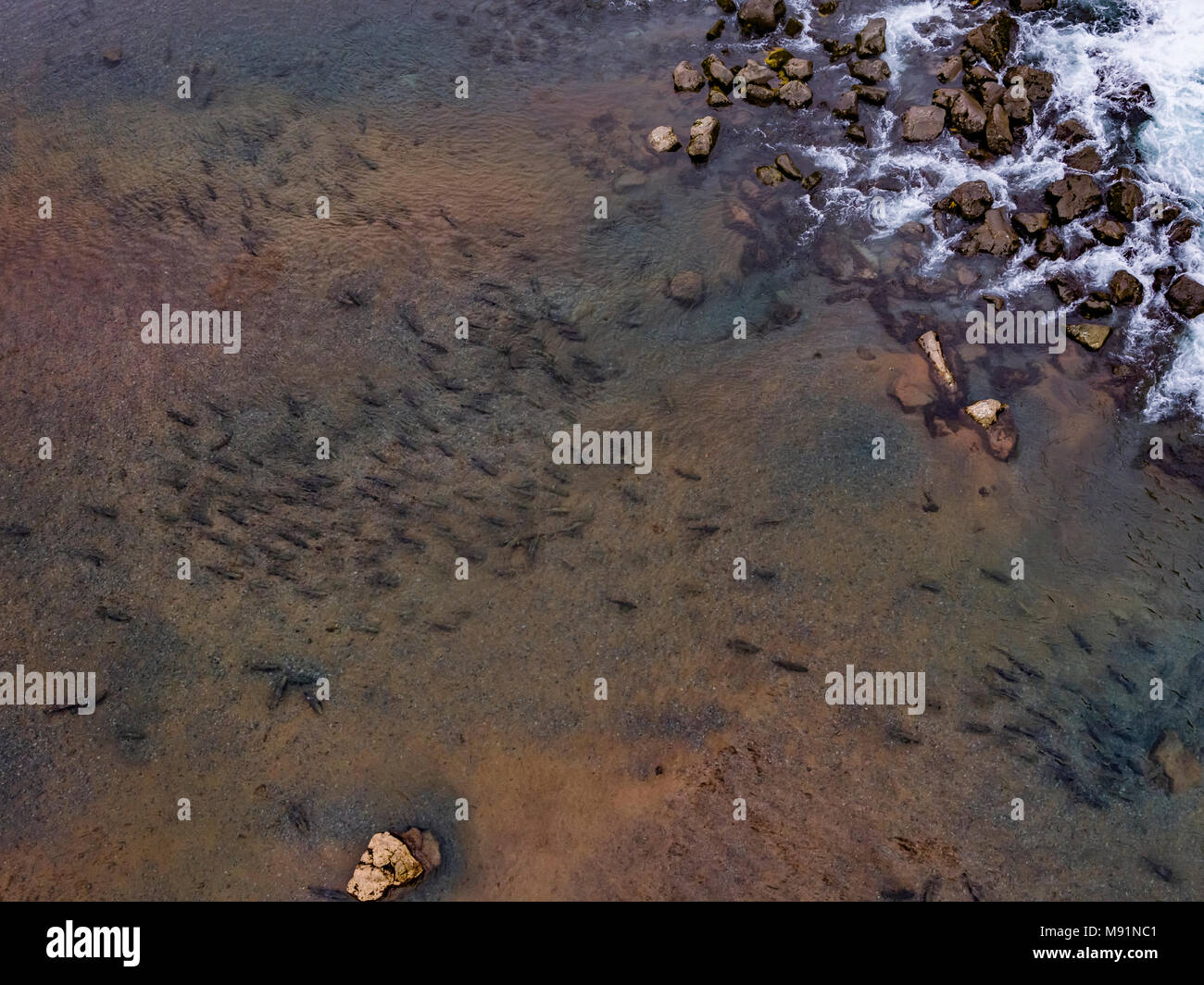 Trota di pesci nel fiume Oxara, Thingevellir National Park, Islanda. Foto Stock