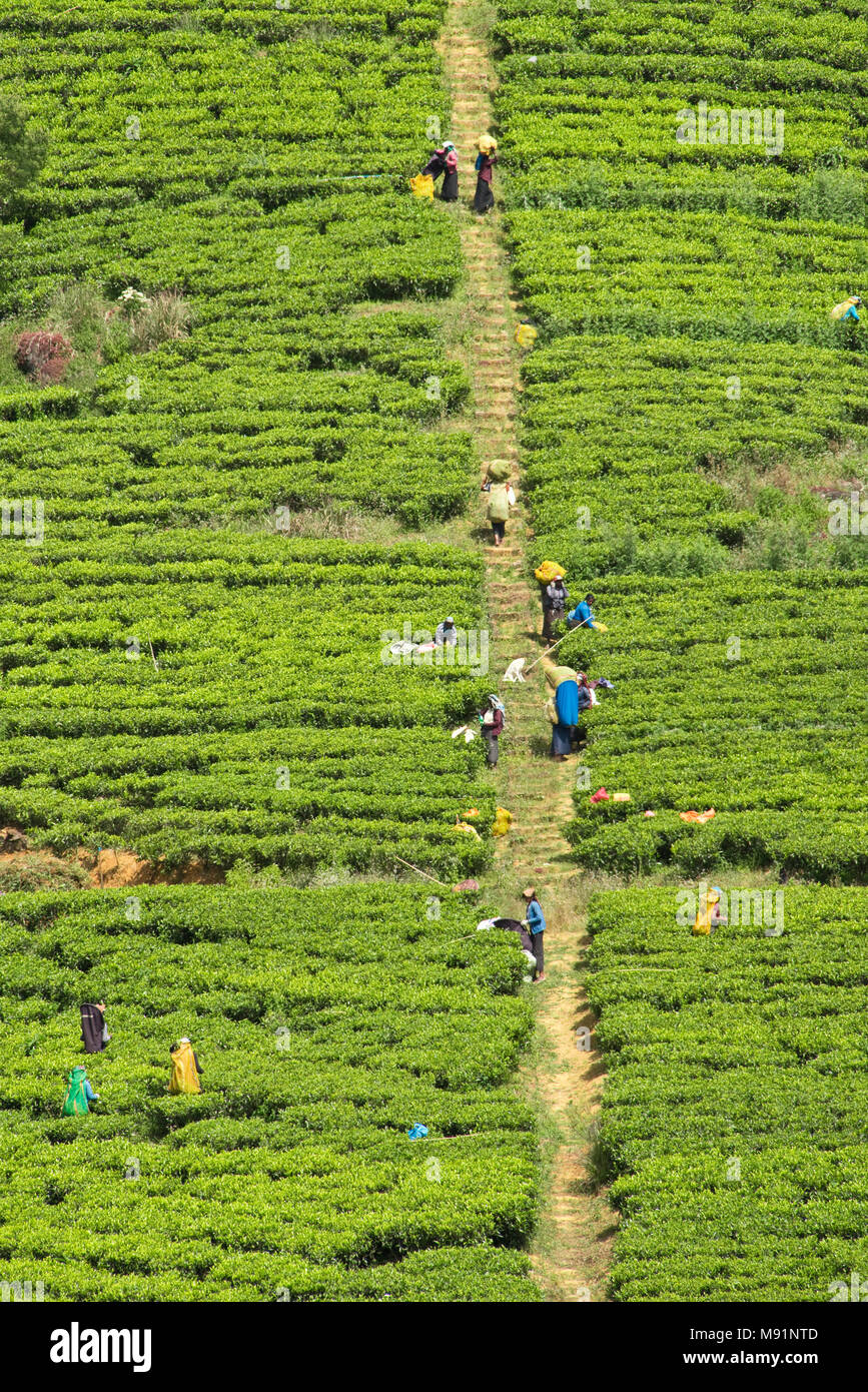 Una compressa di vista prospettica dei raccoglitori di tè sulle colline di una piantagione di tè Il tè di prelievo vicino Nuwaraeliya Nuwara Eliya in Sri Lanka. Foto Stock