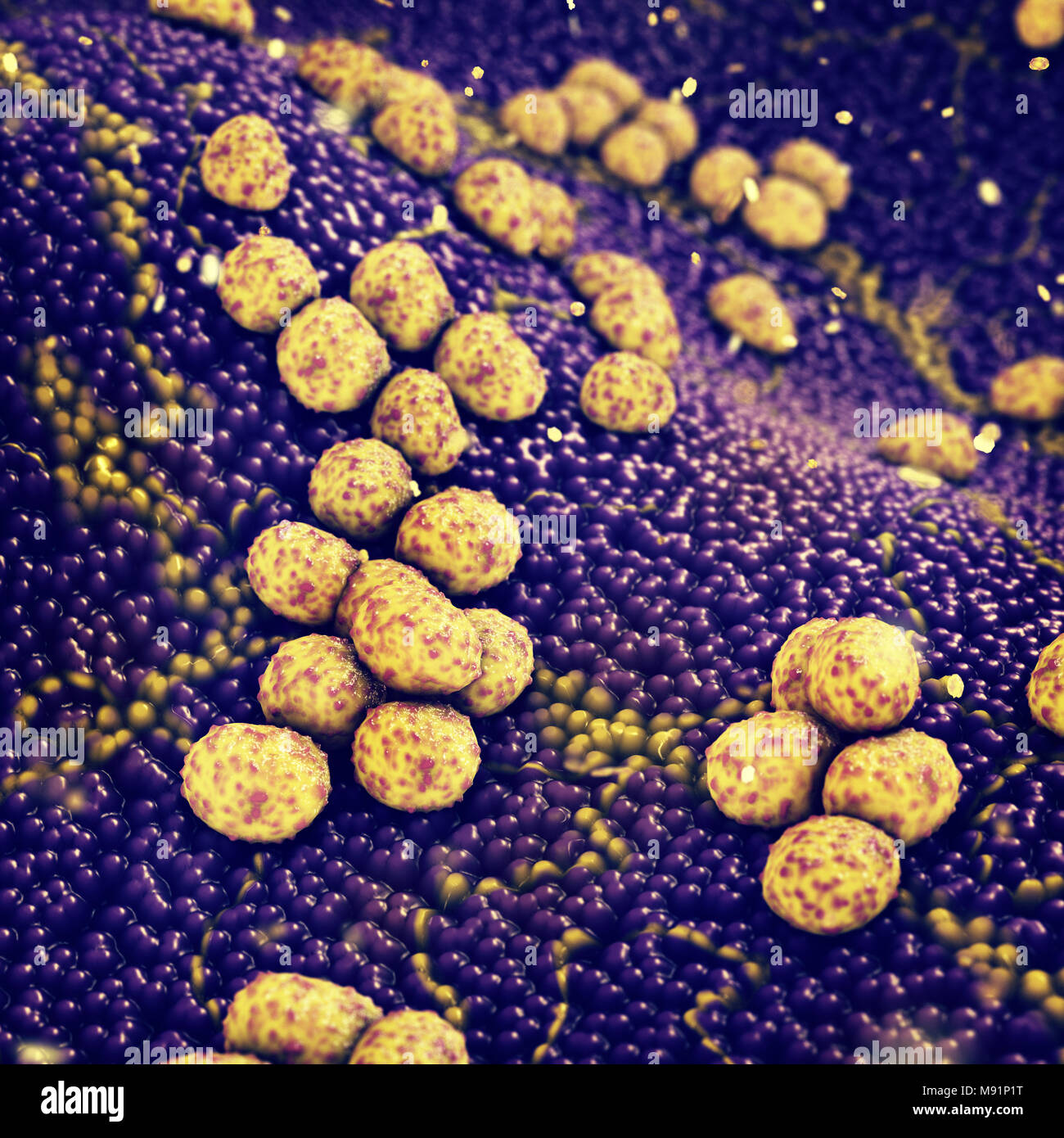 Colonia di Staphylococcus aureus batteri che causano infezioni della pelle, resistenti agli antibiotici malattie infettive Foto Stock