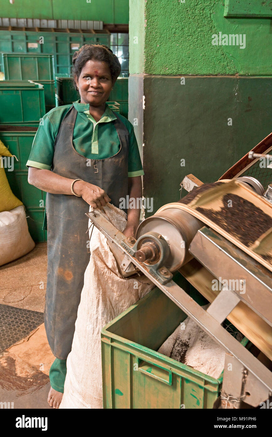 All'interno di una piantagione di tè in fabbrica, un lavoratore in sacchi il tè finito il processo di produzione pronto per l'esportazione. Foto Stock