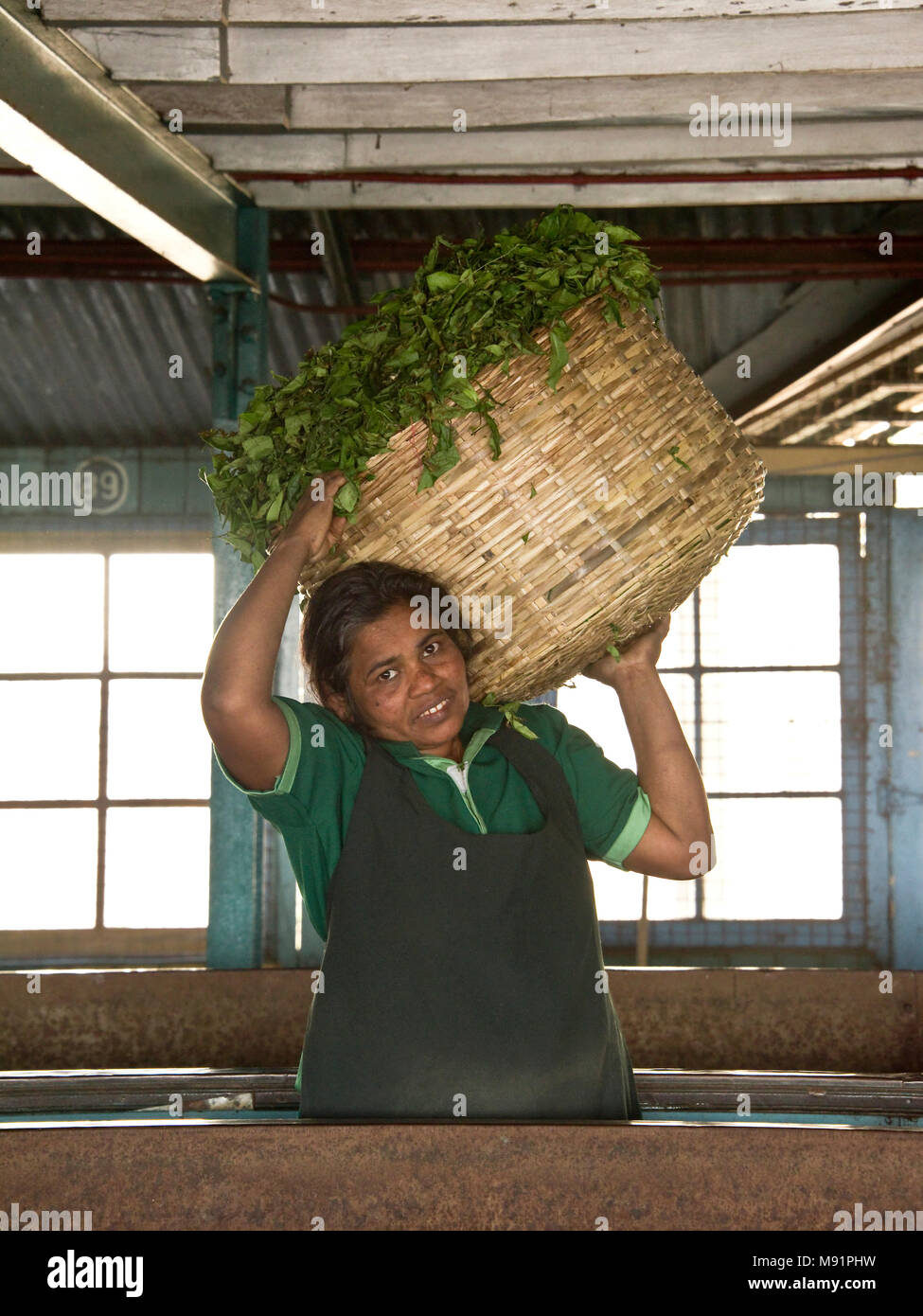 All'interno di una piantagione di tè in fabbrica, dopo appassimento un lavoratore prende il tè al successivo processo per la produzione di tè. Foto Stock