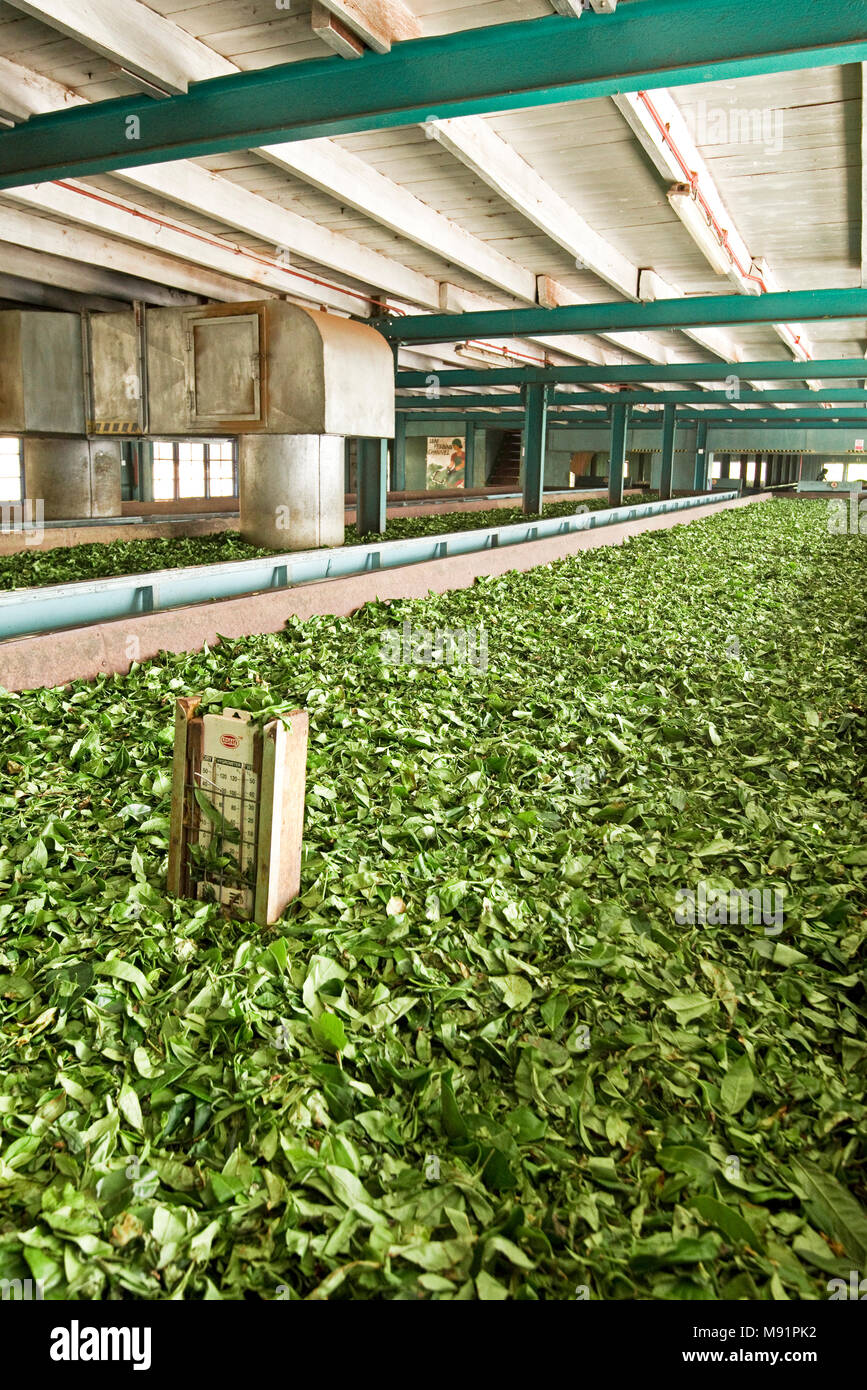 Il Glenloch la piantagione di tè in fabbrica, particelle di foglia sono sparse in un trogolo dove iniziano il processo noto come appassimento. Foto Stock