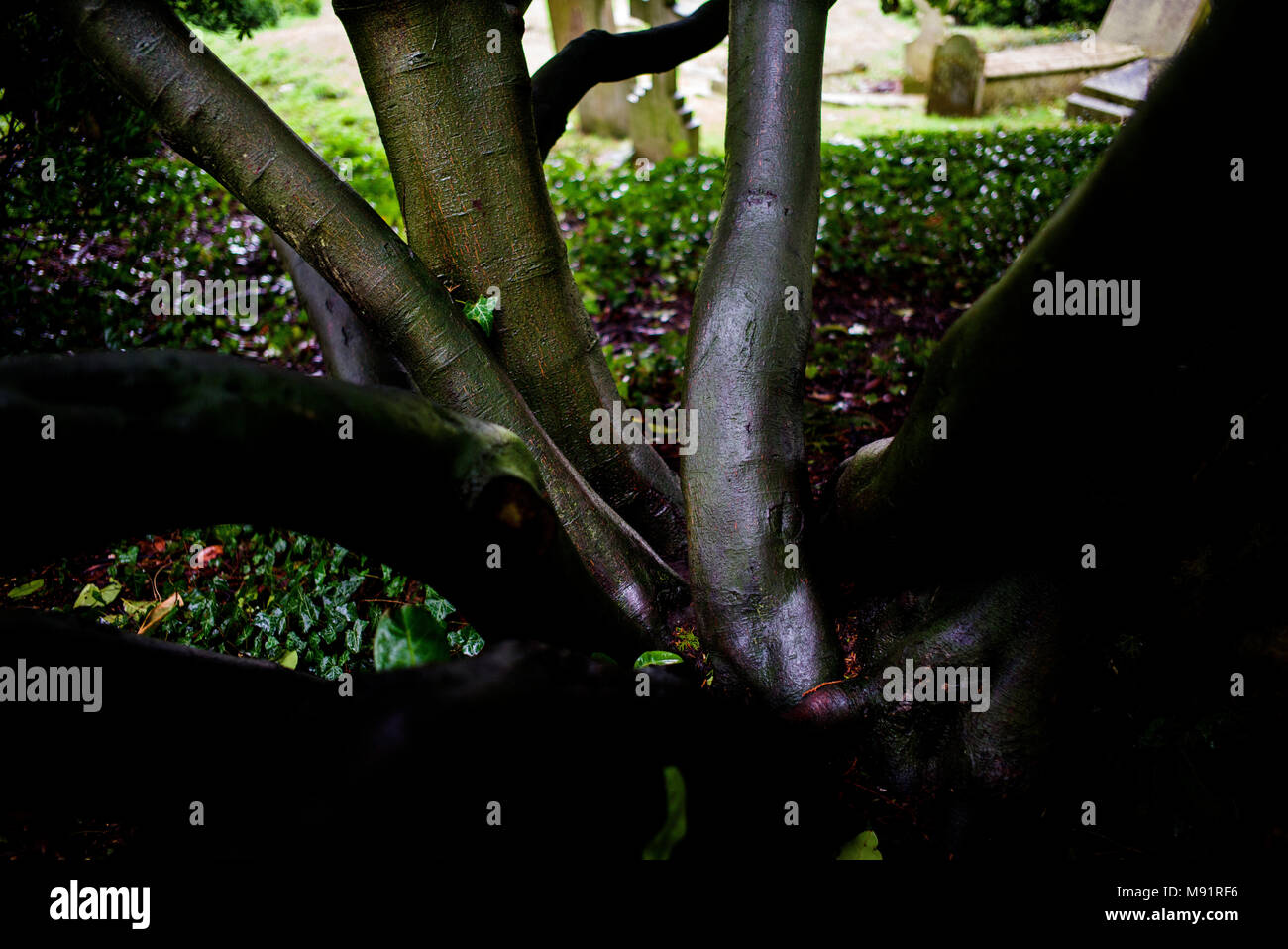 Albero di alloro sotto la pioggia Thaxted Chiesa cantiere. Marzo 2018 Foto Stock