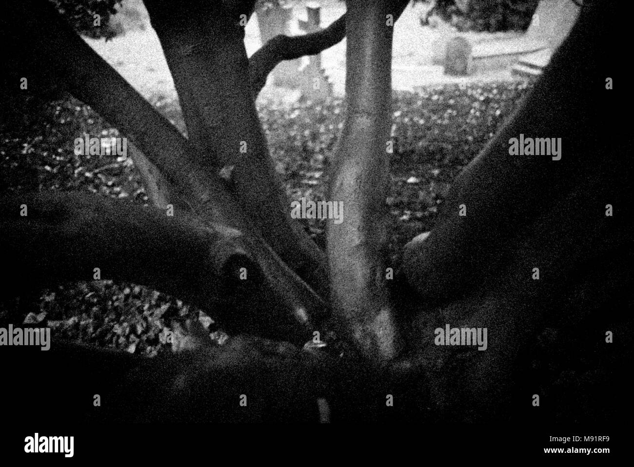 Albero di alloro sotto la pioggia Thaxted Chiesa cantiere. Marzo 2018 Foto Stock