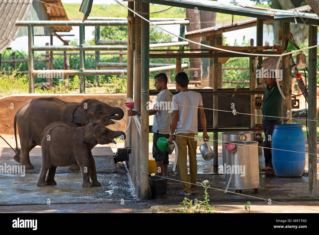 L'elefante Udawalawe Transfer Home è una struttura all'interno di Udawalawe parco nazionale dello Sri Lanka che è stato istituito nel 1995 dal Sri Lanka Departmen Foto Stock