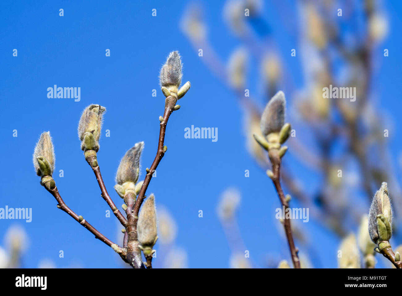 Magnolia pegasus (M. cylindrica x M. denudata) ramoscelli con boccioli racchiusi in un bract contro il cielo blu nel tardo inverno / primavera Foto Stock