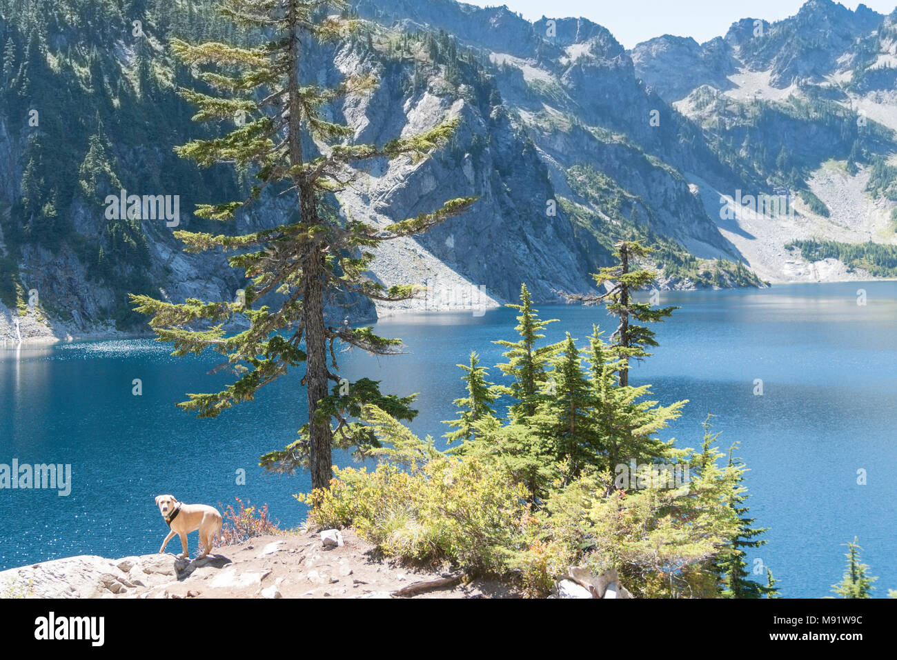 Alpino incontaminato lago di montagna in estate circondata da evergreen foresta di alberi di pino a metà giornata sole con Happy dog pronti per andare a nuotare. Foto Stock