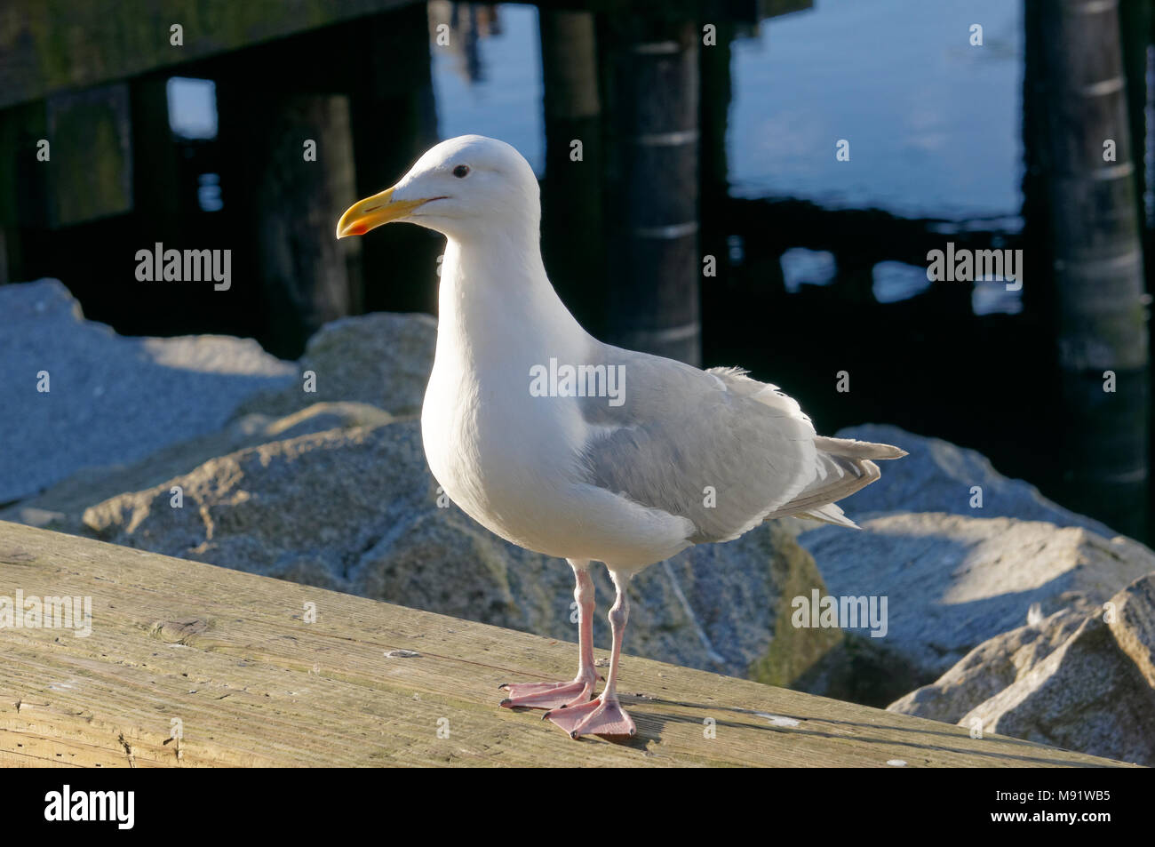 Adulto gabbiano occidentale (Larus occidentalis) appollaiato su un molo in legno su Granville Island, Vancouver, BC, Canada Foto Stock