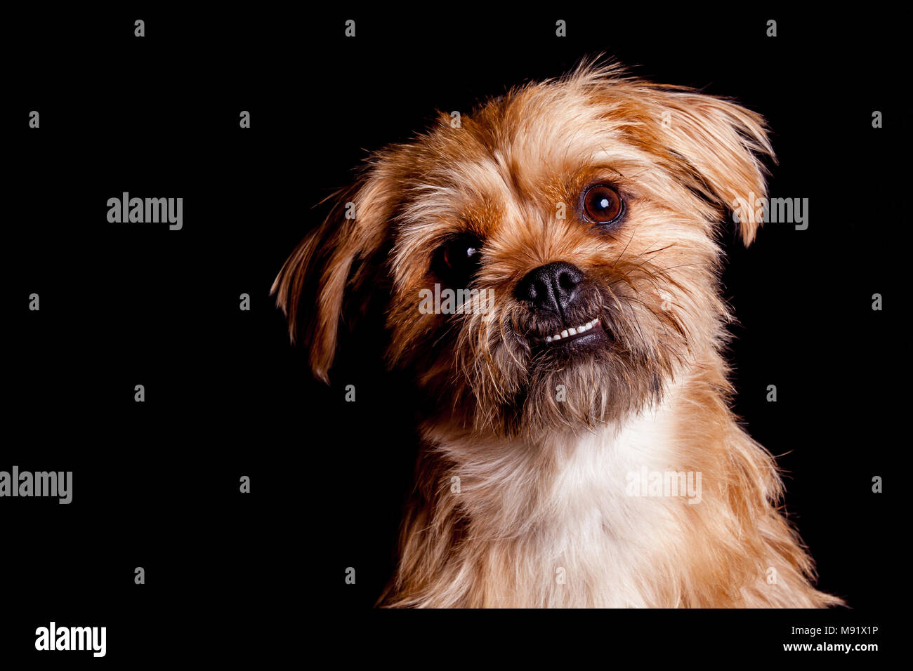 Cane Che Sorride Immagini E Fotos Stock Alamy