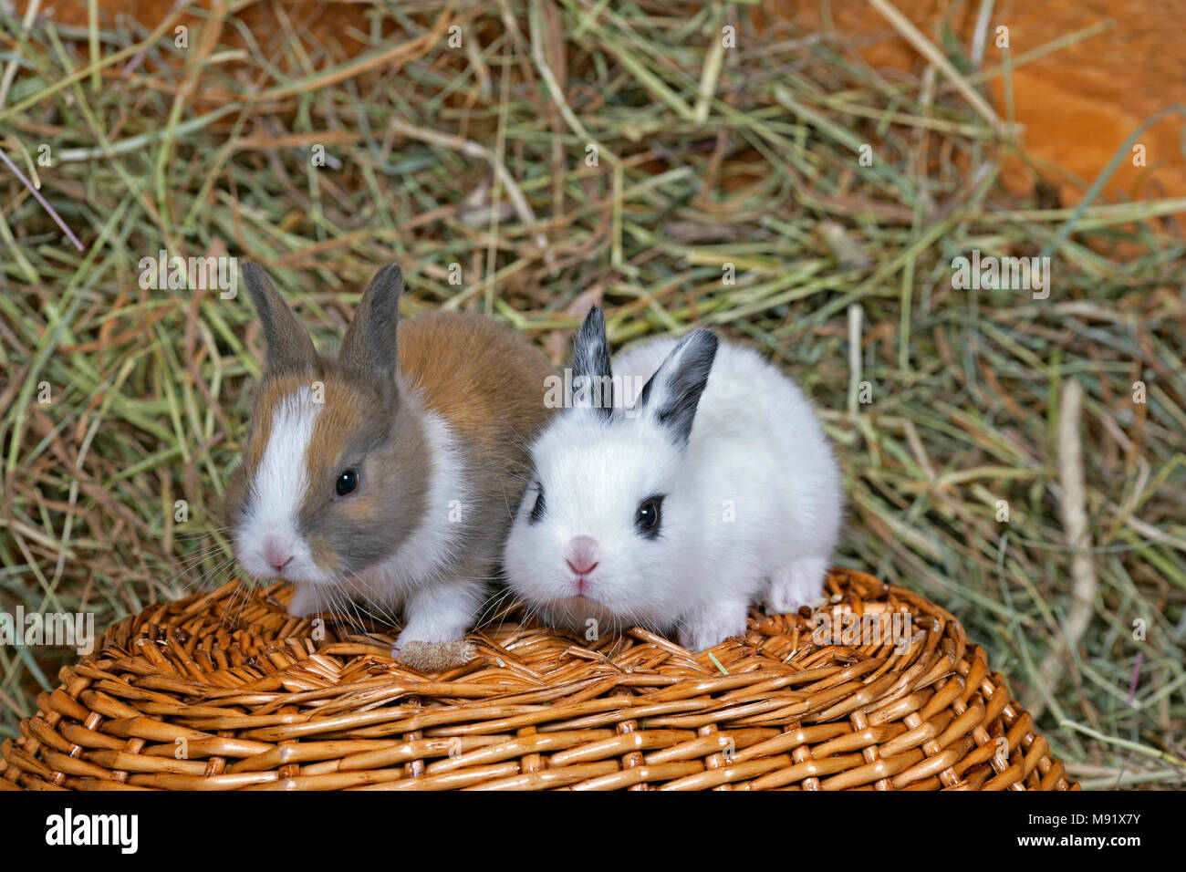 Baby conigli domestici, due seduti sul cestello in fienile. Foto Stock