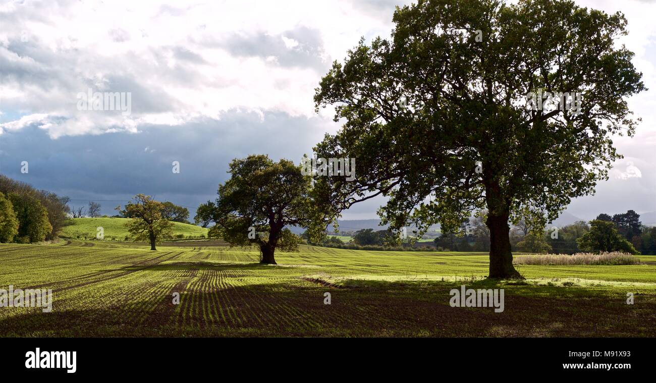 Bella nello Shropshire rurale verdi campi con colture arabili appena emergente Foto Stock