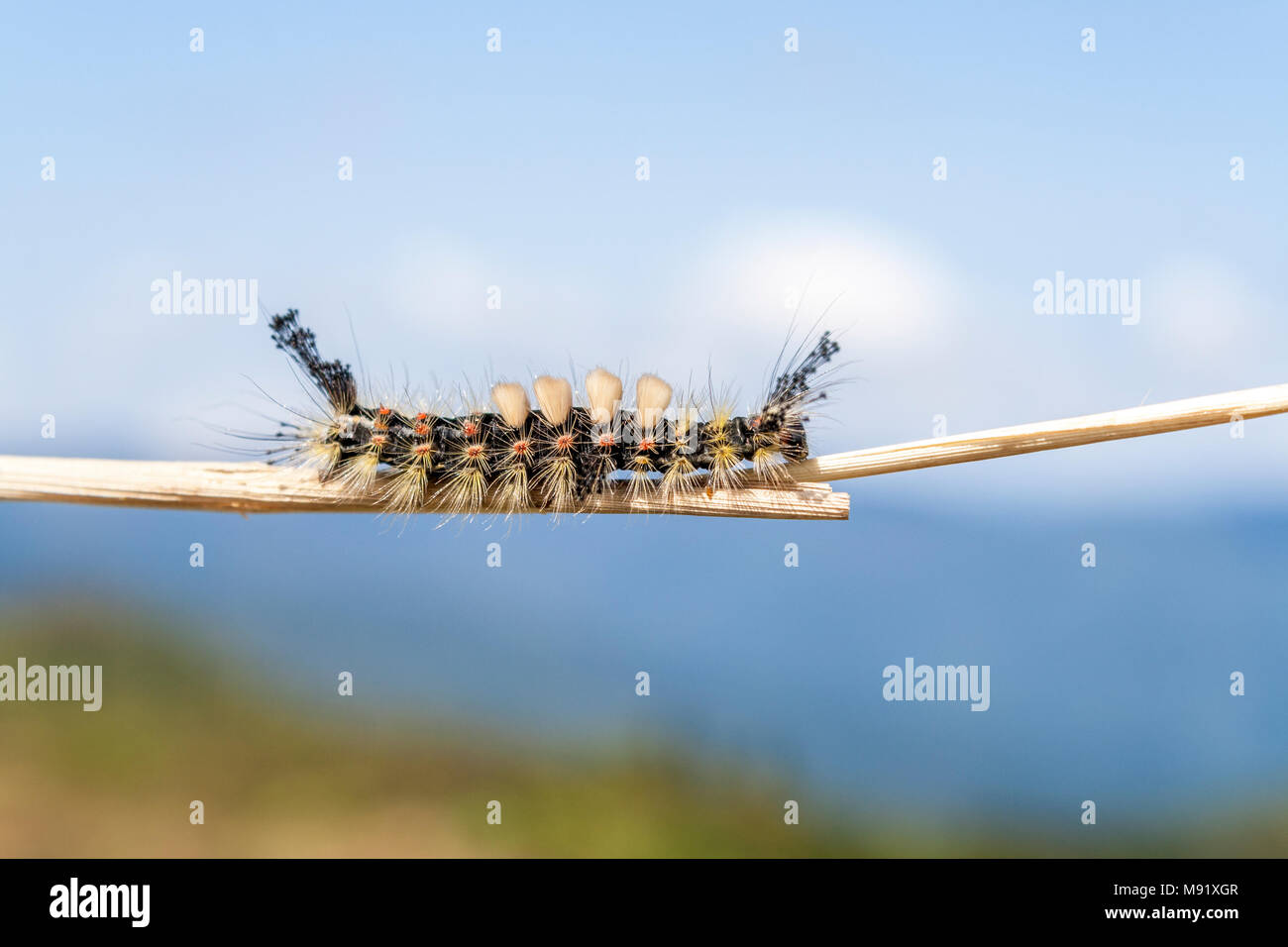 Caterpillar giallo su una montagna di Outlook Foto Stock