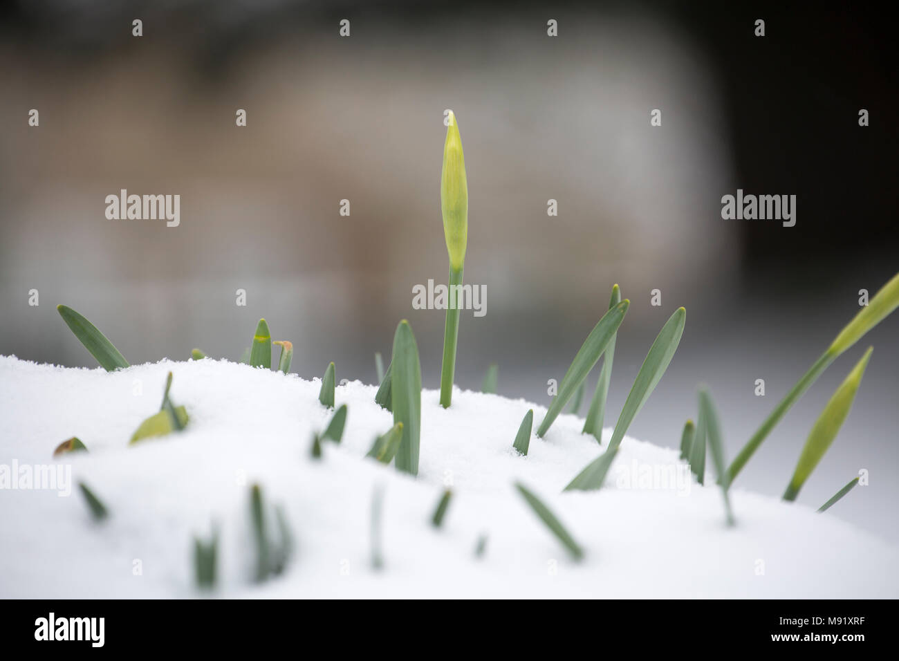 I narcisi che crescono lungo i giardini e i bordi delle strade dopo la nevicata, Marzo 18, 2018 North Dorset England Regno Unito GB. Foto Stock