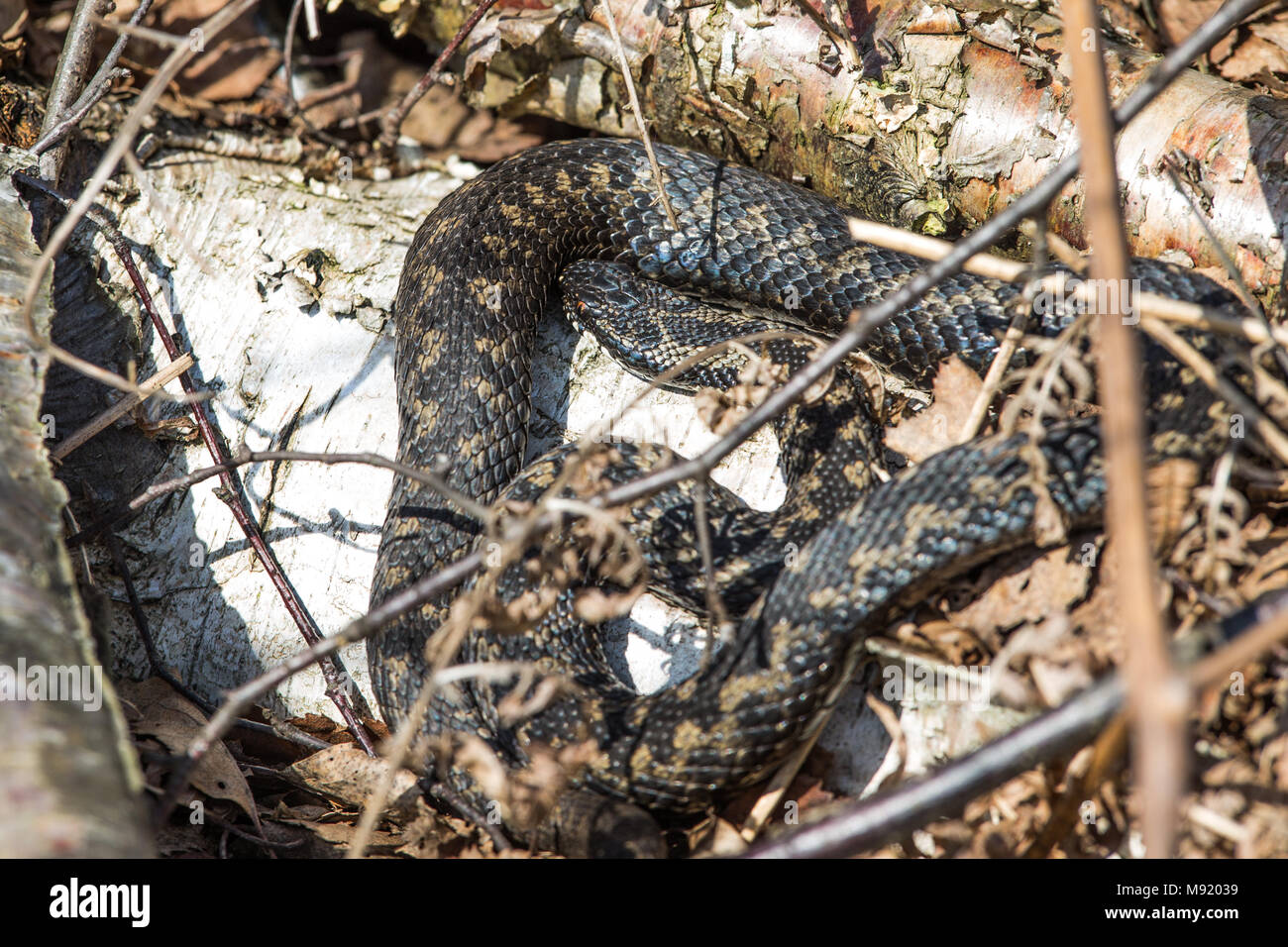 Hatfield Mori, Doncaster, Regno Unito. Xxi Mar, 2018. Il Regno Unito è solo di serpenti velenosi esce dalla modalità di ibernazione e si crogiola al sole primaverile al warm up che si preparano a cercare un partner di accoppiamento Credito: News Immagini/Alamy Live News Foto Stock