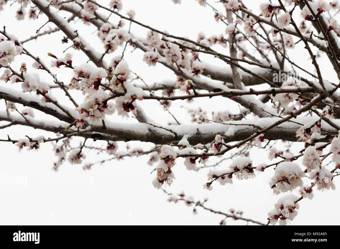 Veles/R.Macedonia 22.marzo.2018 La neve cade questa mattina in R. Macedonia. Sebbene negli emisferi nord è già primavera, l'inverno non è determinato in modo facilmente. Grandi parti di Europa hanno subito un altra notte di condizioni di congelamento come un Siberiano sistema meteo continua a portare il caos. Il sistema meteo è stato dato diversi soprannomi - nel Regno Unito è "la bestia da est' mentre l'olandese si chiama "orso iberica' e svedesi il 'snow cannon" Credit: Dragan Ristovski/Alamy Live News Foto Stock