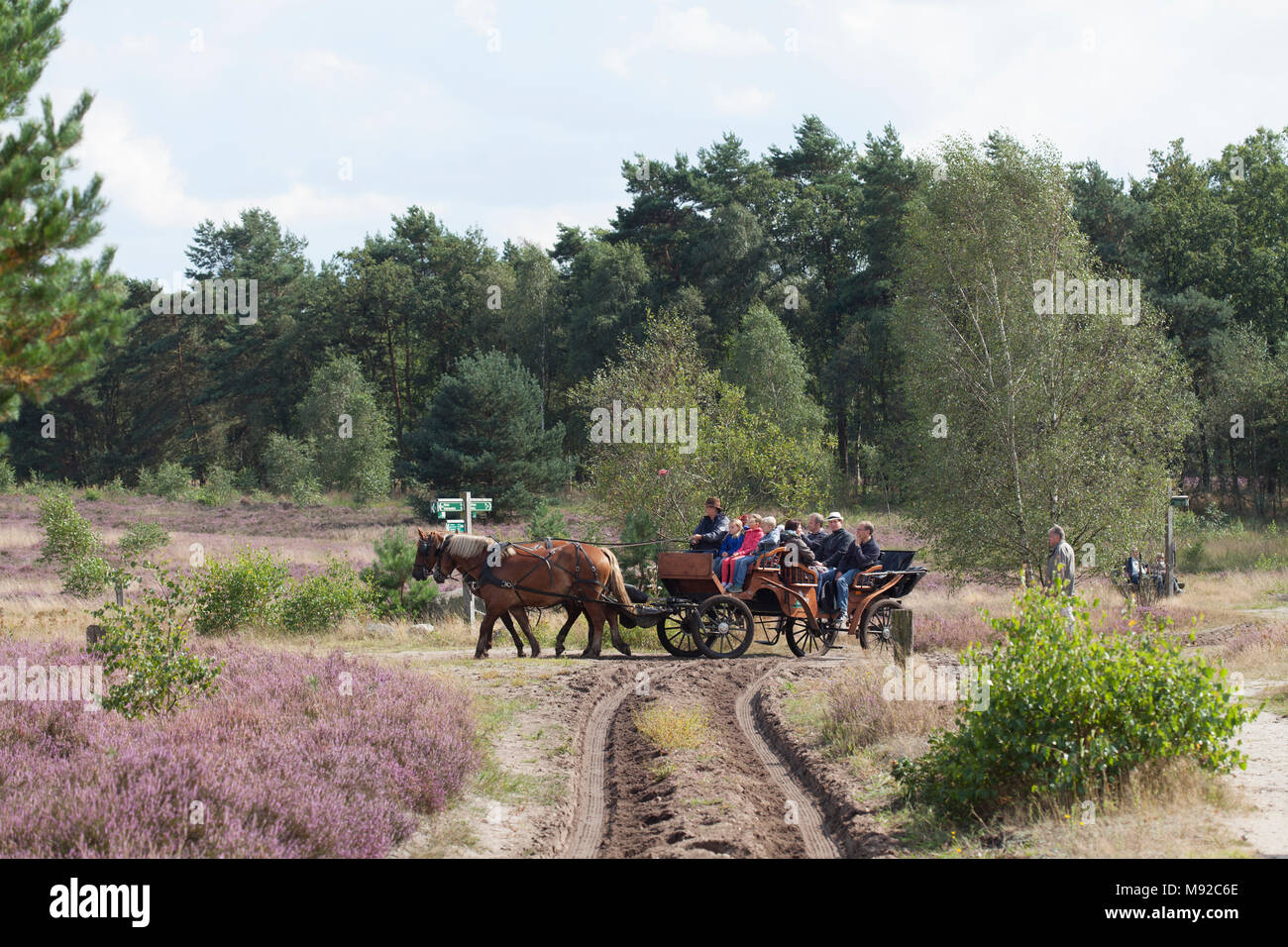 Carrozza a cavalli, paesaggio protetto Osterheide area con fioritura heath, Schneverdingen, Lüneburg Heath, Bassa Sassonia, Germania, Europa mi Pferd Foto Stock