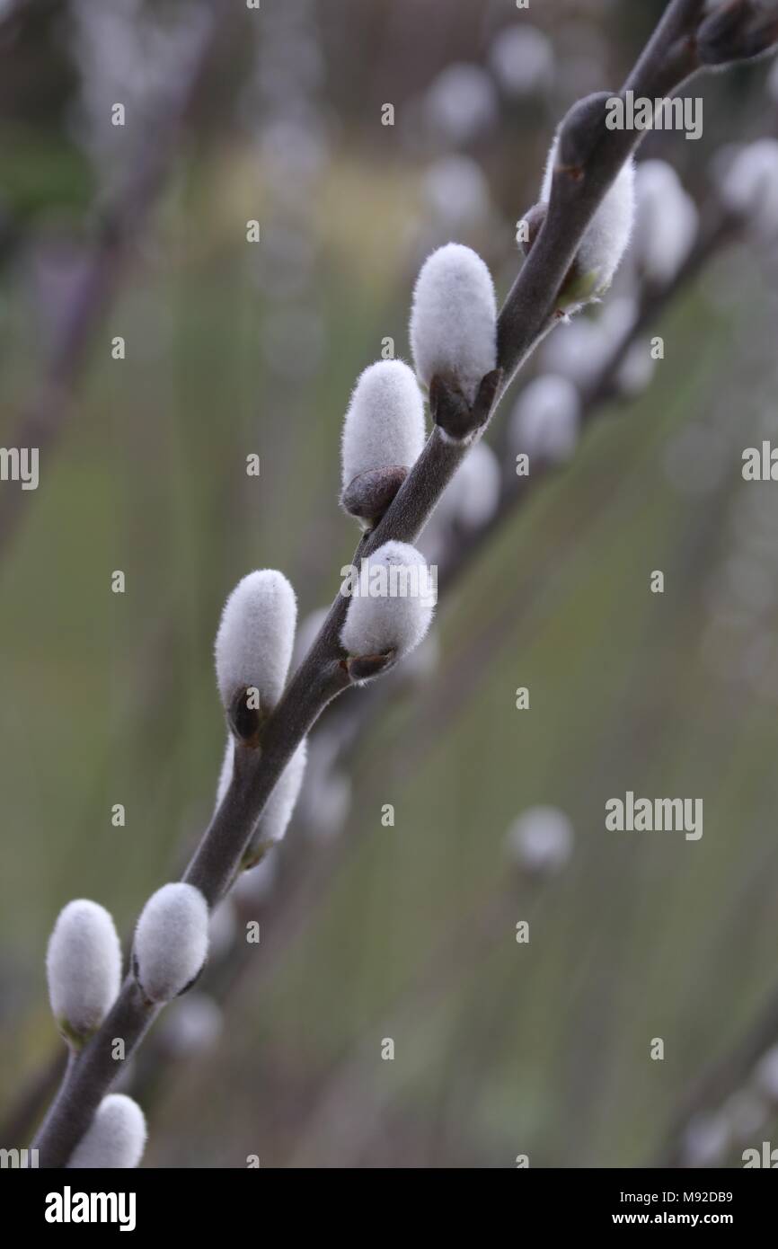 Willow Tree Salicaceae Salix hookeriana germogliare in primavera Foto Stock