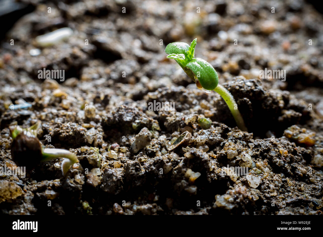 La Cannabis giovani crescere in terreno Foto Stock