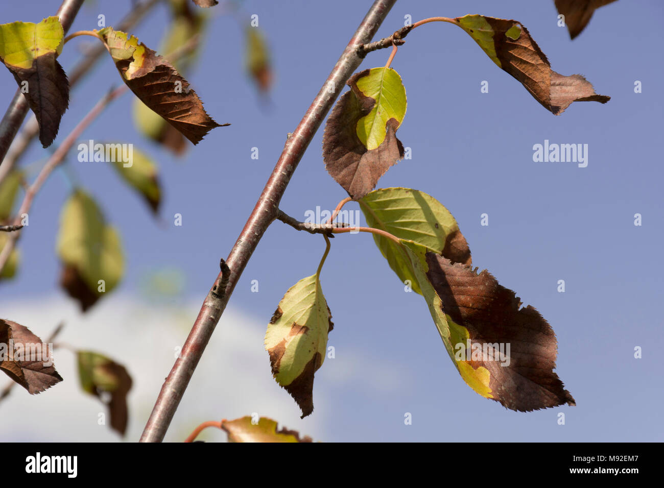 Scorched leaves immagini e fotografie stock ad alta risoluzione - Alamy