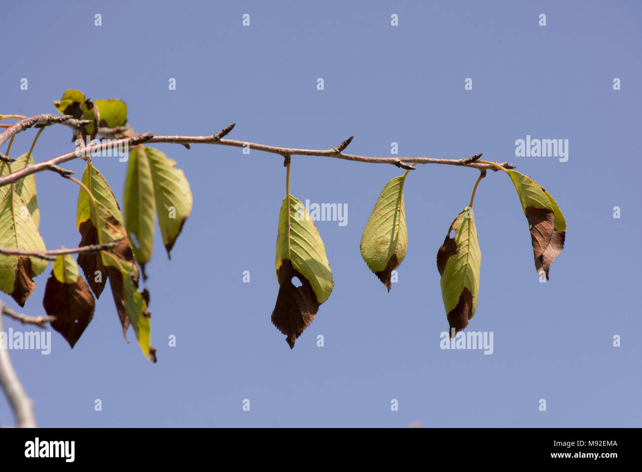 Foglie su un albero ciliegio bruciata dal sole, ruotando di circa la metà il marrone. Foto Stock