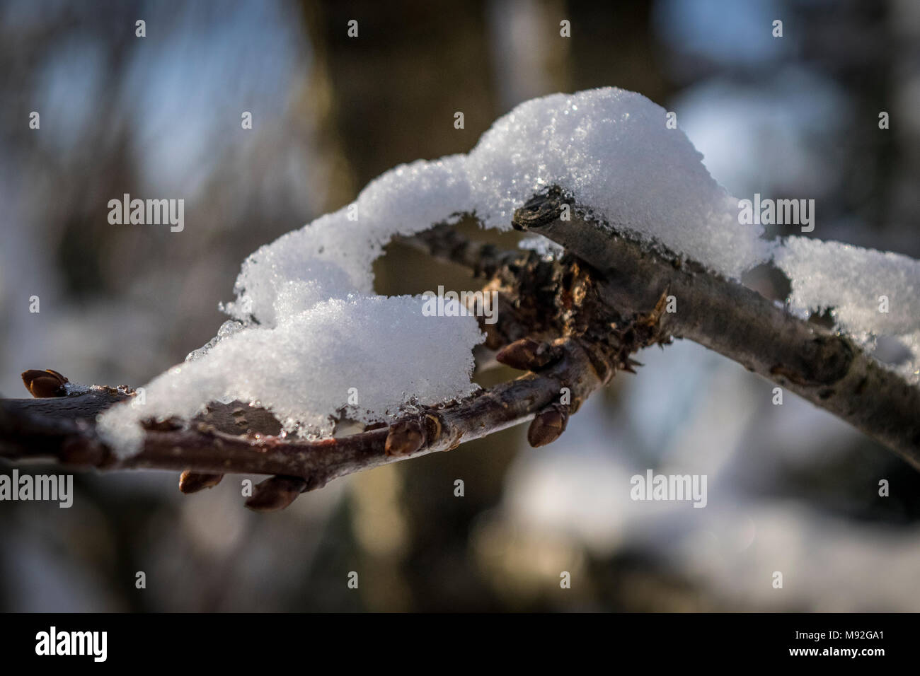 Snowy a rami di alberi in un giardino, tema d'inverno. Bianco rami innevati, mattina luci, offuscata sfondo d'inverno. Foto Stock