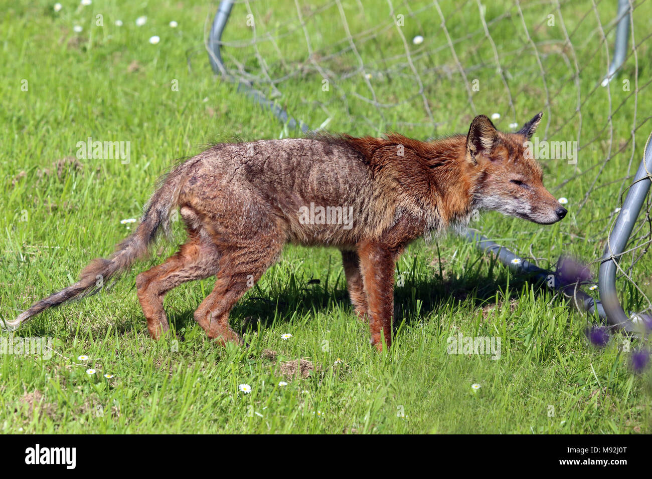 Maschio rosso volpe (Vulpes vulpes) con grave rogna sarcoptica, Leighton Buzzard, Bedfordshire, Regno Unito. Foto Stock