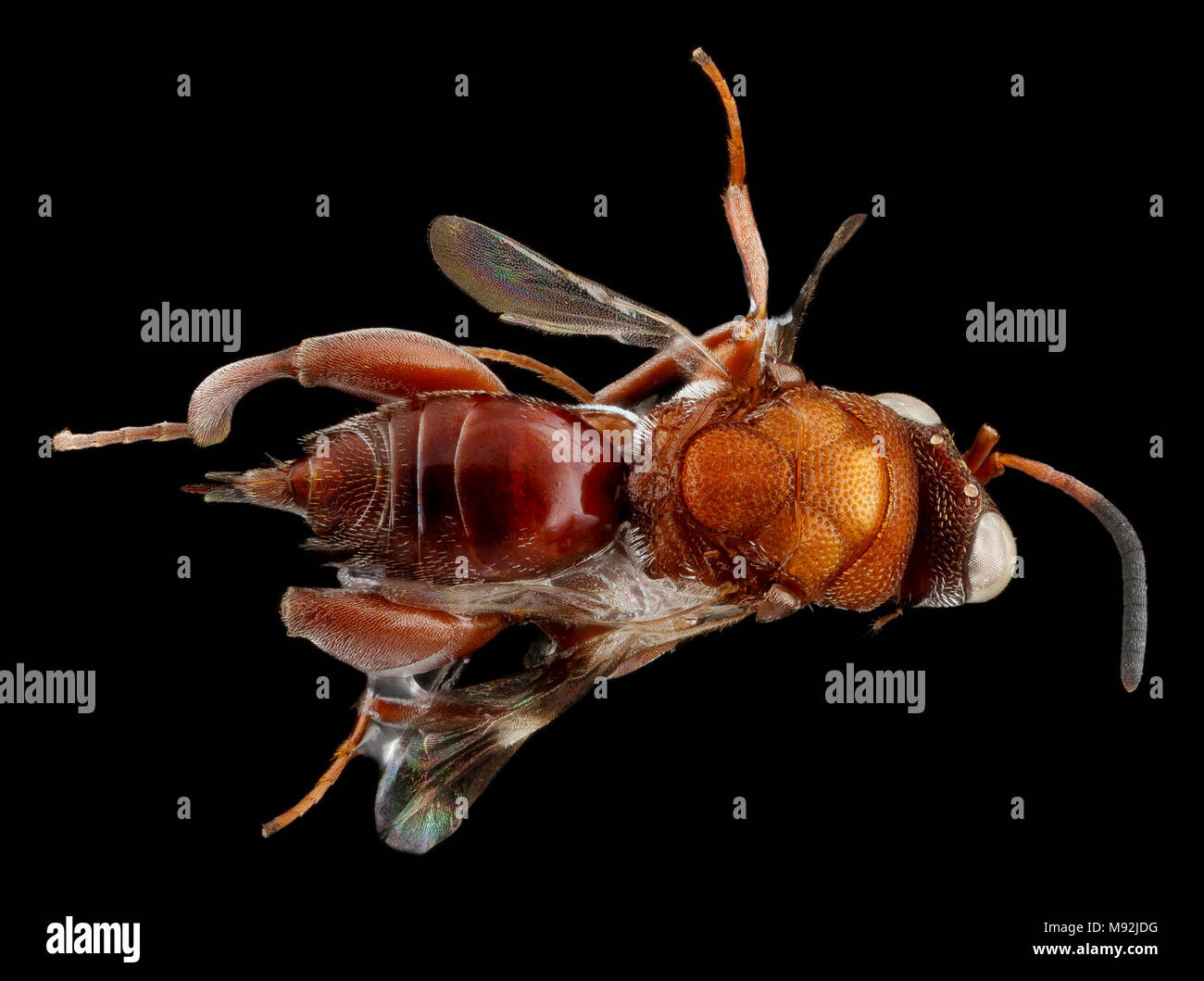 Wasp (2), U, retro, Florida, Duval County Foto Stock