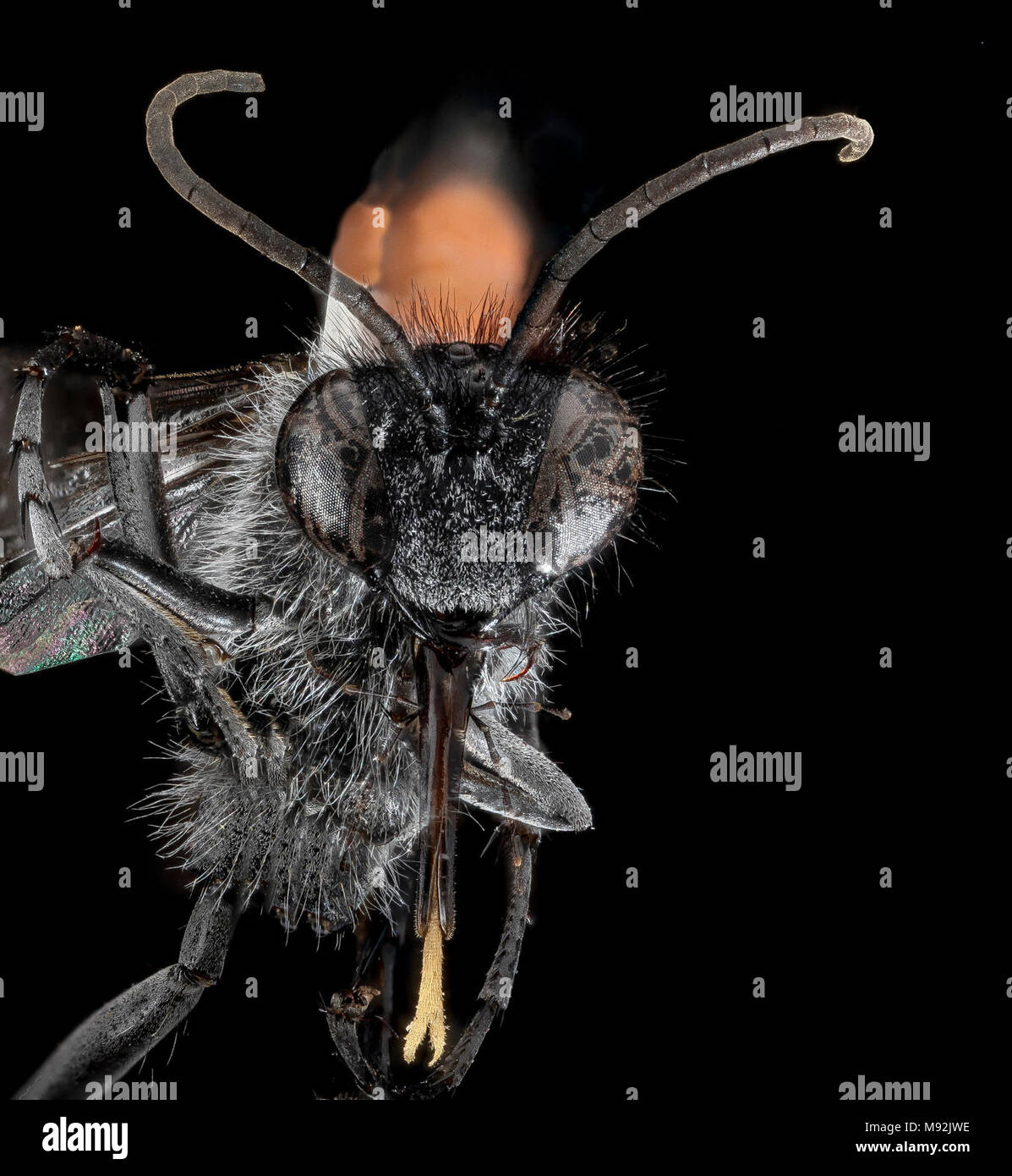 Wasp, F, Faccia, Utah, Garfield County Foto Stock