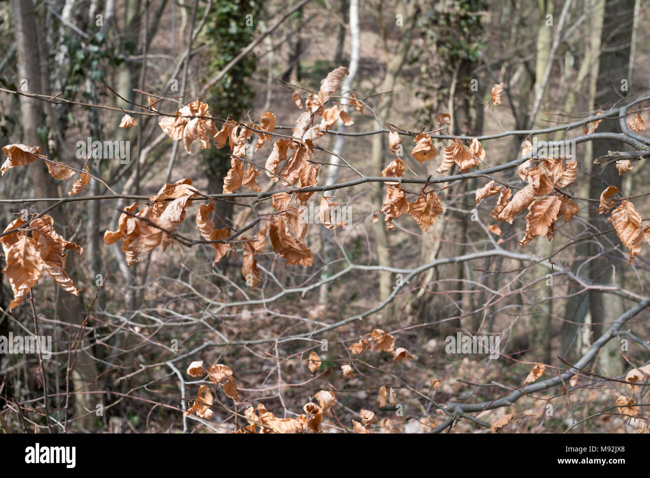 Marrone e secca faggio di foglie di albero in marzo, England, Regno Unito Foto Stock