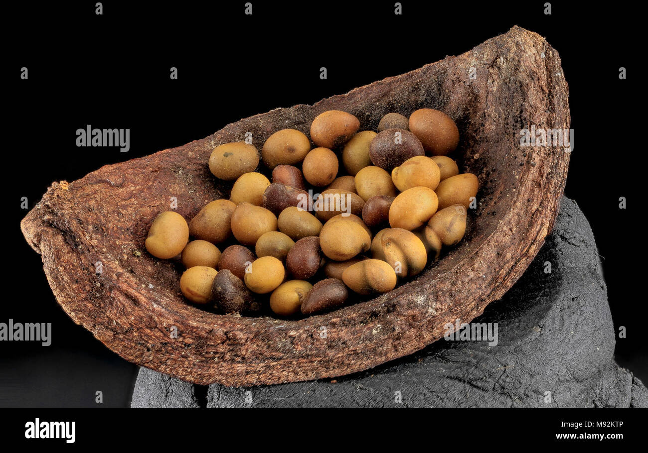 Baptisia tinctoria, Pennsylvania 1935 Foto Stock